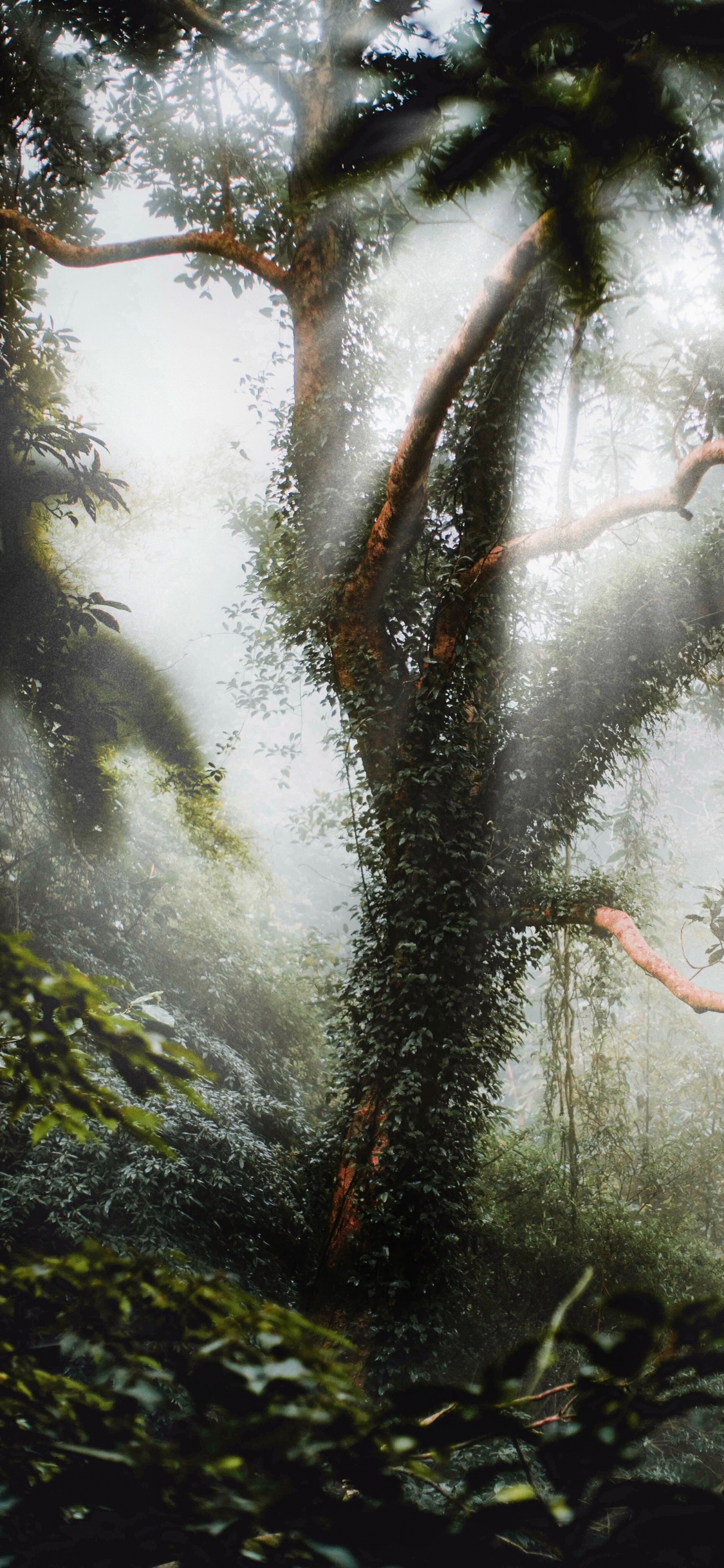 Обои окружающая среда, природа, рассада, дерево, природный ландшафт в разрешении 1125x2436