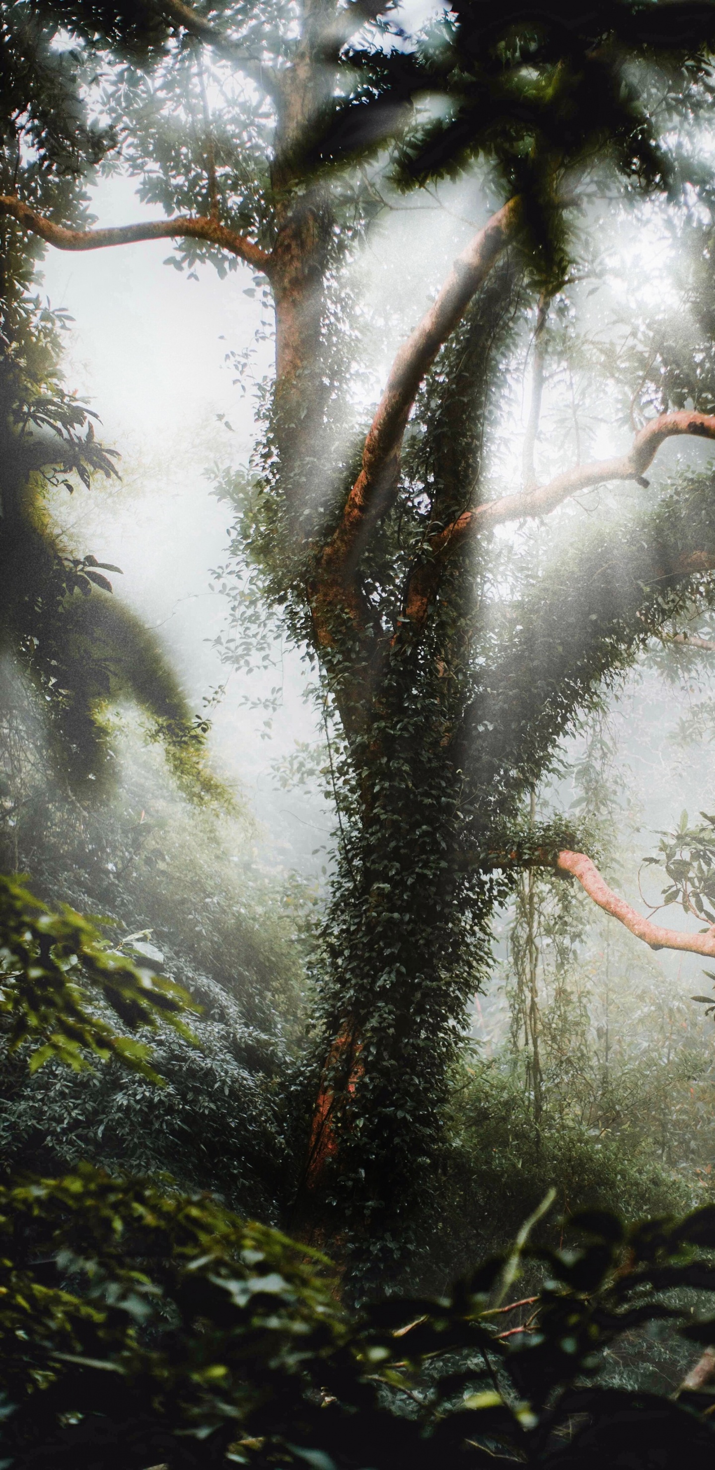 Обои окружающая среда, природа, рассада, дерево, природный ландшафт в разрешении 1440x2960