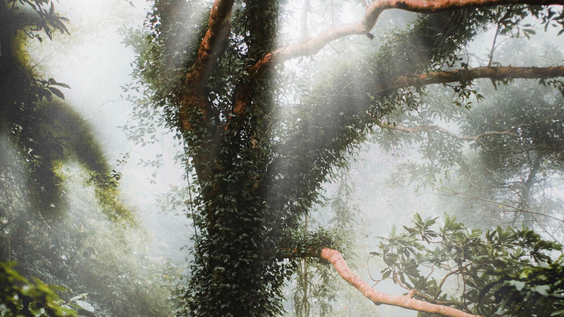 Обои окружающая среда, природа, рассада, дерево, природный ландшафт в разрешении 1920x1080