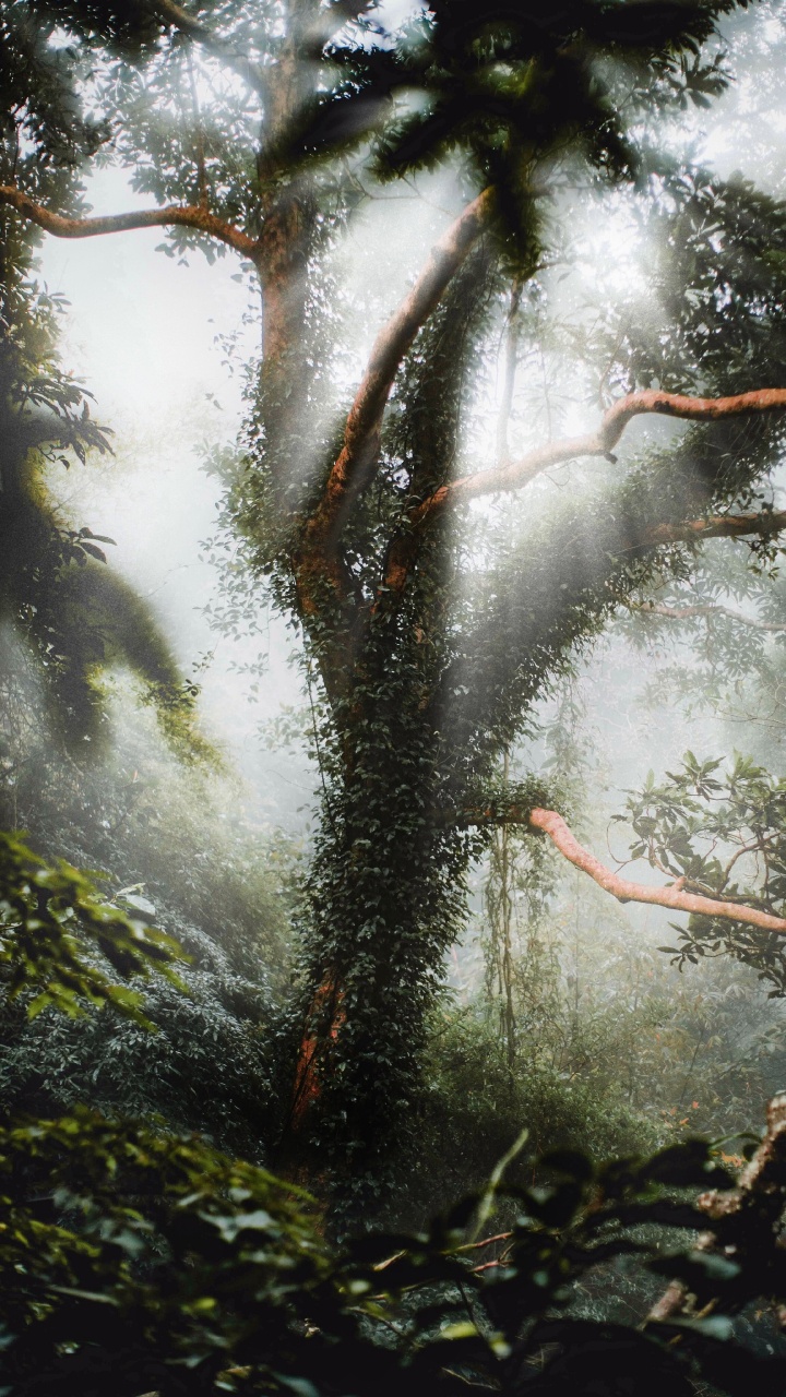 Обои окружающая среда, природа, рассада, дерево, природный ландшафт в разрешении 720x1280