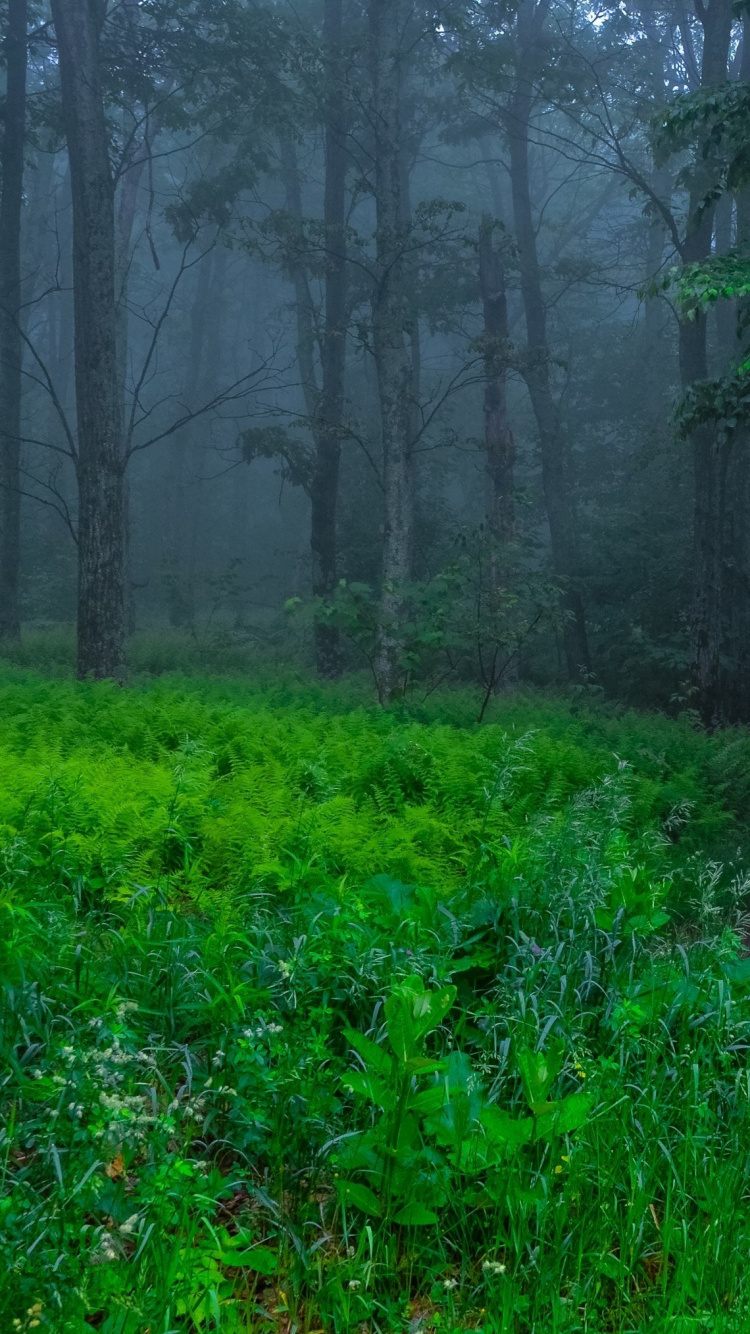 Обои природа, лес, зеленый, лесистая местность, растительность в разрешении 750x1334