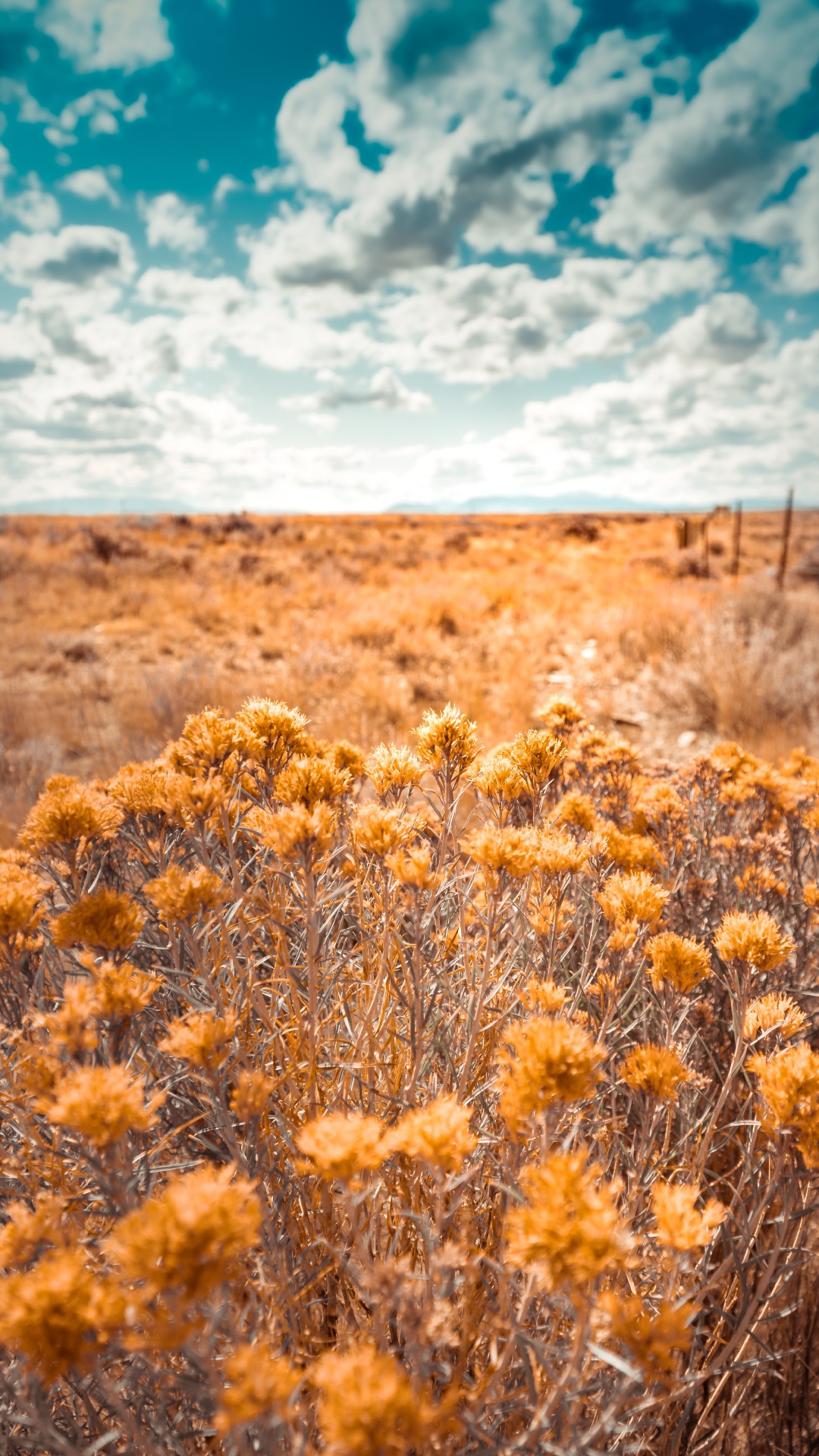 Обои природа, растительность, окружающая среда, желтый, природный ландшафт в разрешении 1080x1920