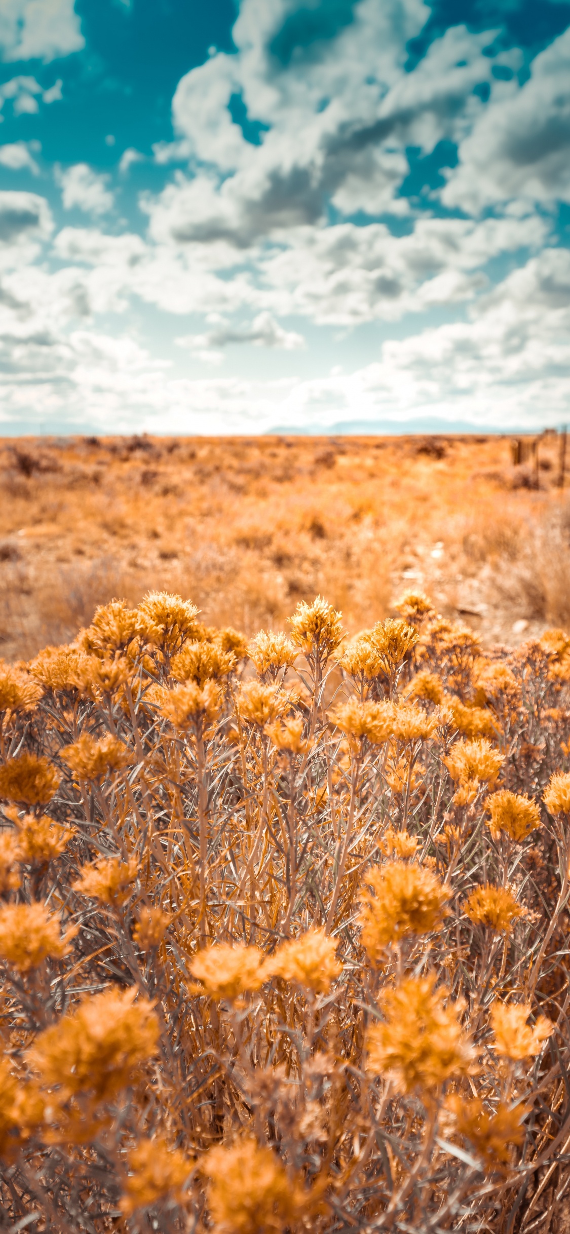 Обои природа, растительность, окружающая среда, желтый, природный ландшафт в разрешении 1125x2436