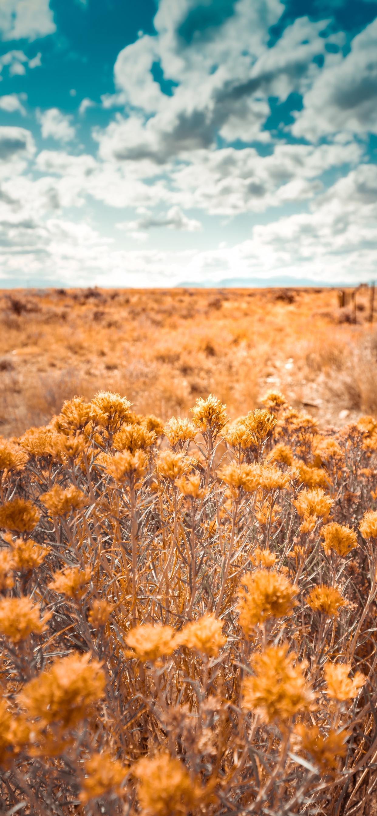Обои природа, растительность, окружающая среда, желтый, природный ландшафт в разрешении 1242x2688