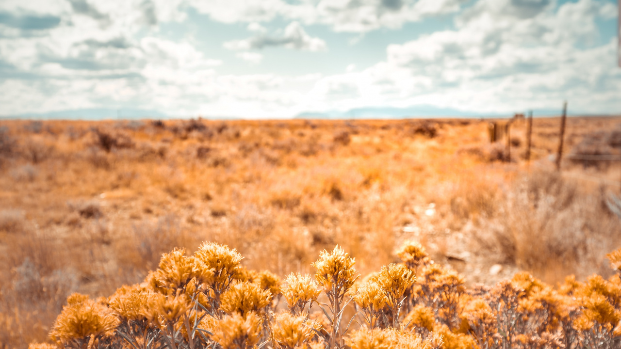 Обои природа, растительность, окружающая среда, желтый, природный ландшафт в разрешении 1280x720