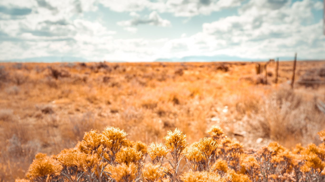 Обои природа, растительность, окружающая среда, желтый, природный ландшафт в разрешении 1366x768