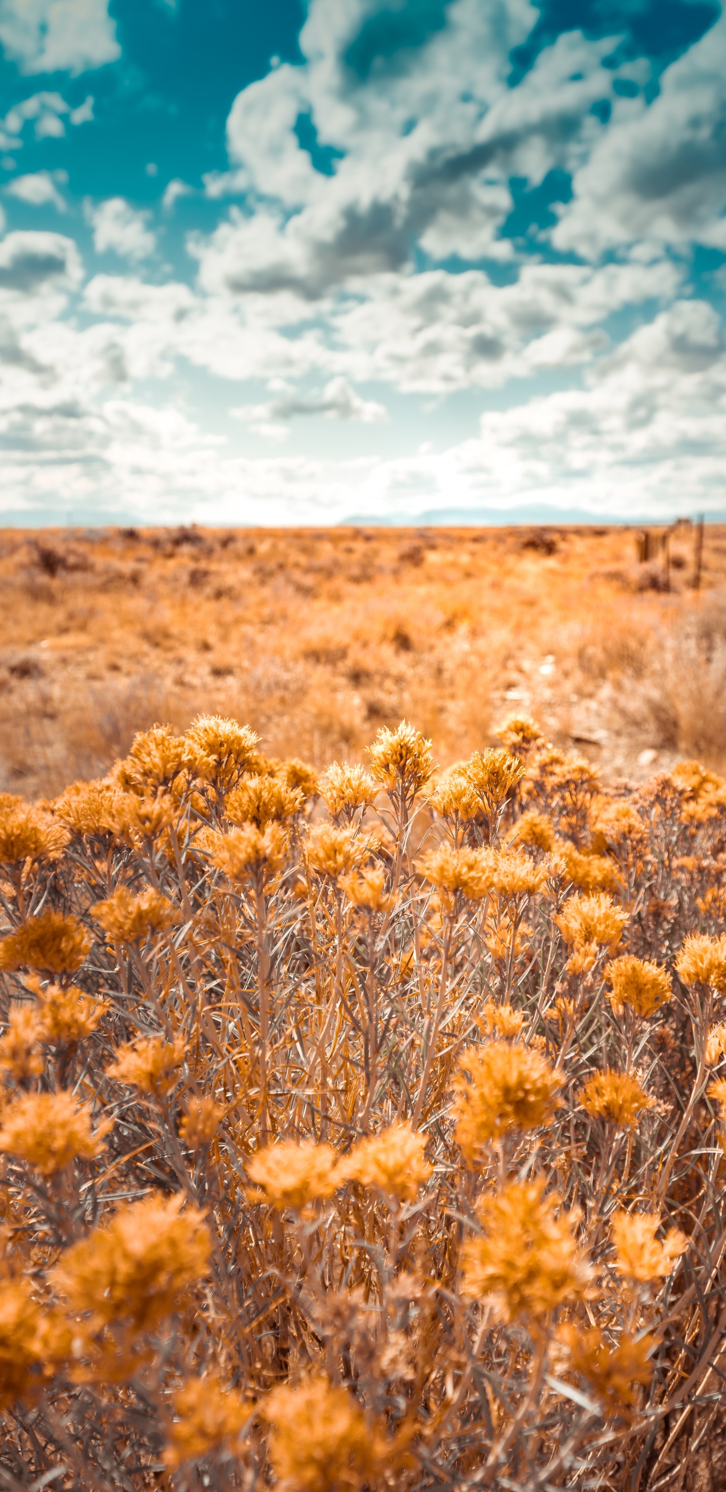 Обои природа, растительность, окружающая среда, желтый, природный ландшафт в разрешении 1440x2960
