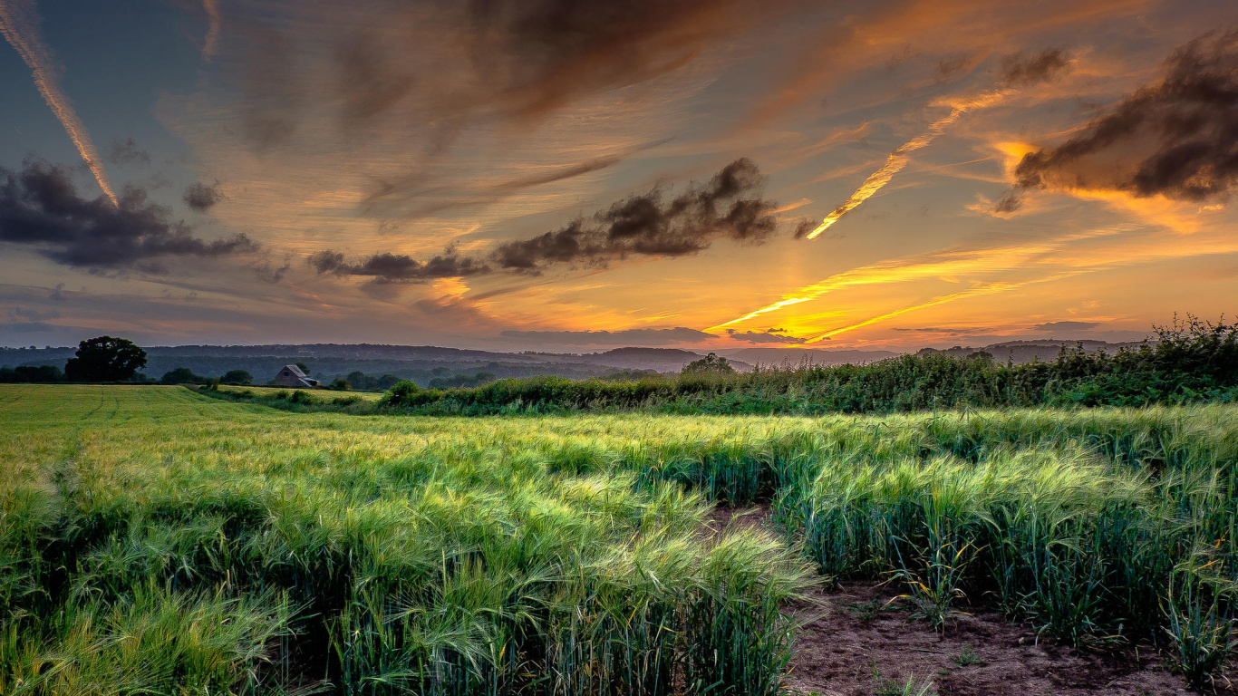 Обои пейзажная живопись, панорама, природа, сенокосное угодье, облако в разрешении 1366x768