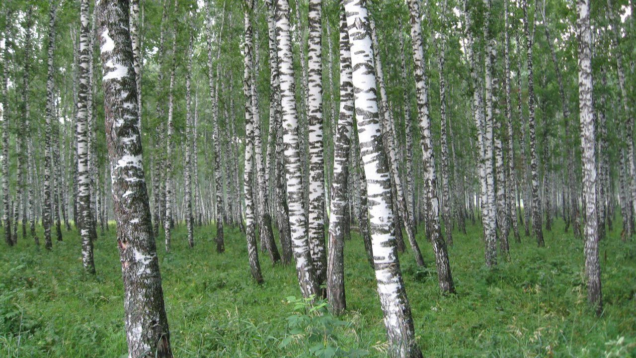 Обои Россия, природа, дерево, лес, береза в разрешении 1280x720