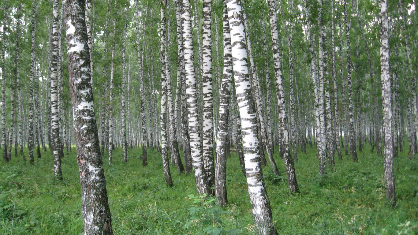 Обои Россия, природа, дерево, лес, береза в разрешении 1366x768