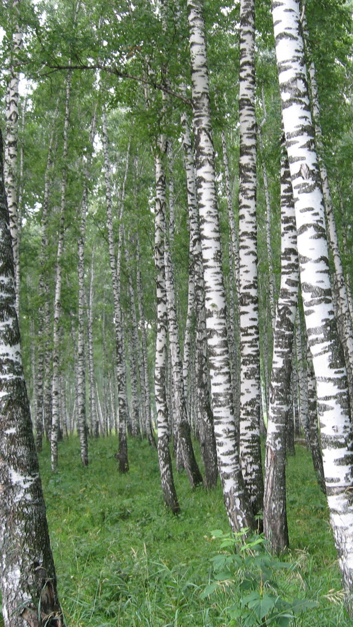 Обои Россия, природа, дерево, лес, береза в разрешении 720x1280