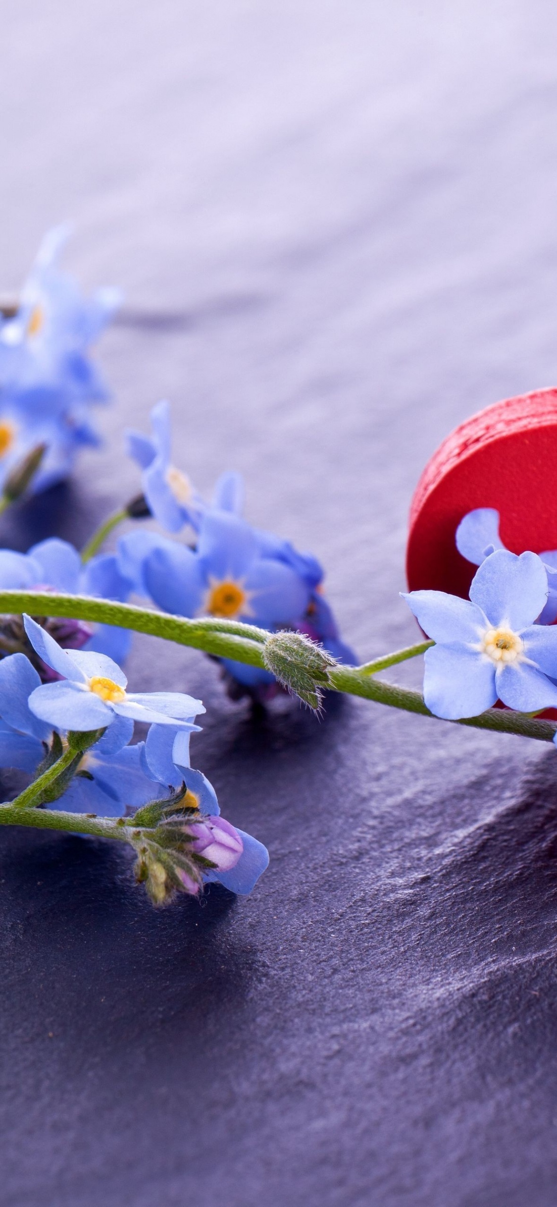 Обои сердце, цветок, любовь, лепесток, whatsapp в разрешении 1125x2436