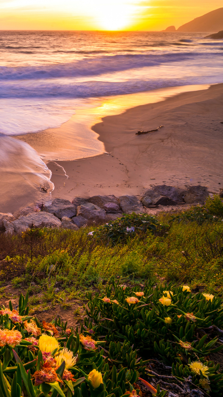 Обои цветок, растение, облако, вода, экорегион в разрешении 750x1334