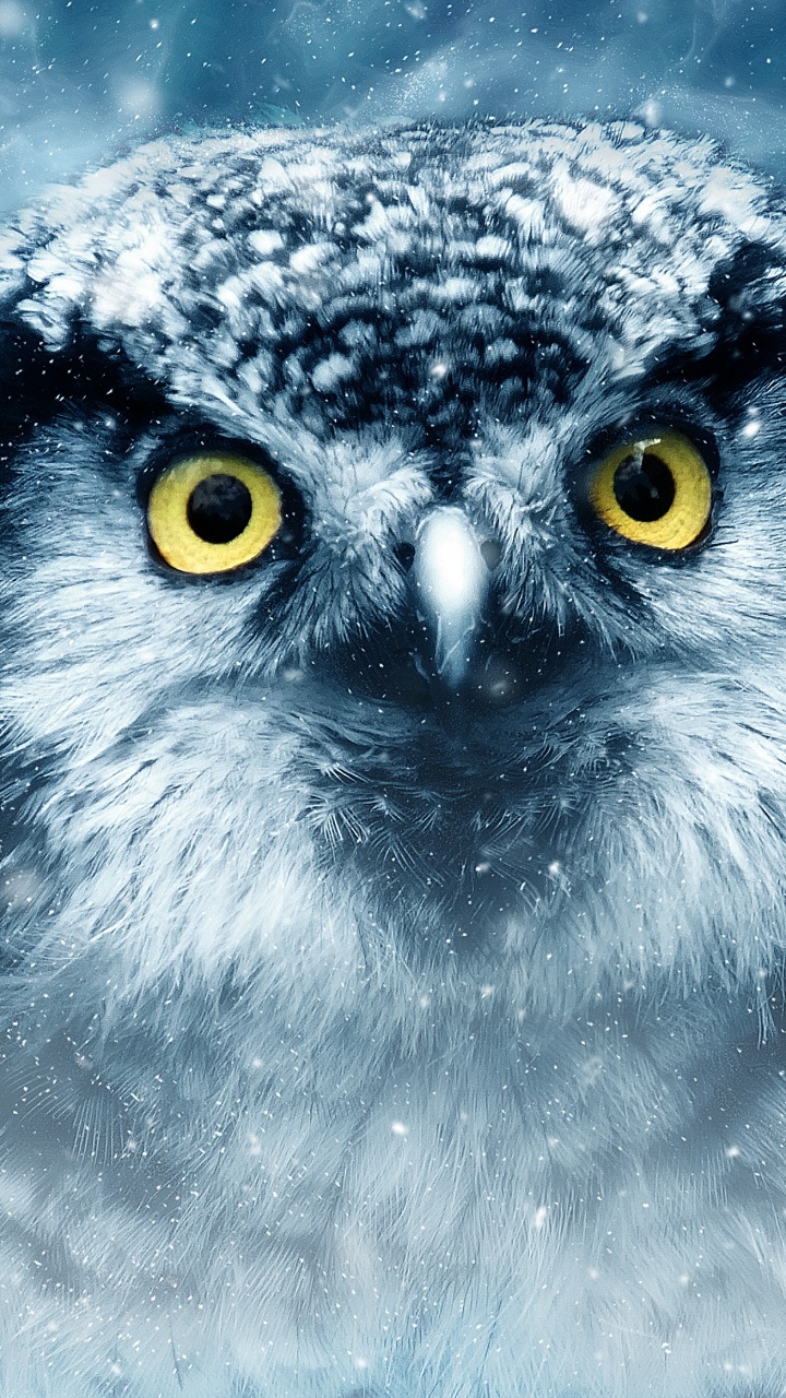 Обои Снежная сова, сова, птица, хищная птица, клюв в разрешении 720x1280