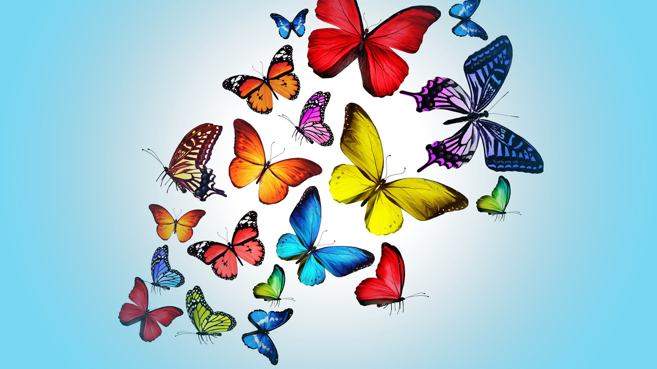 Обои насекомое, бабочка, мотыльки и бабочки, опылитель, беспозвоночных в разрешении 1280x720