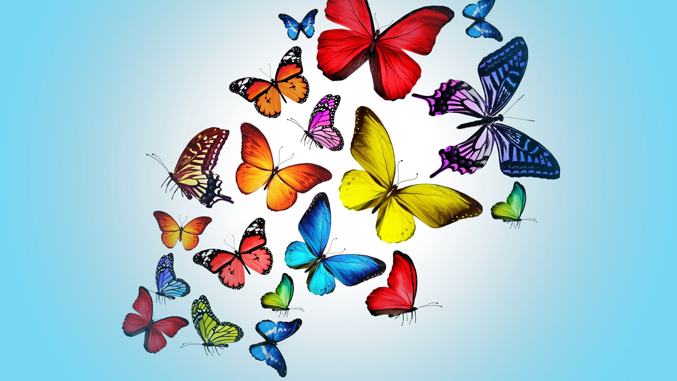 Обои насекомое, бабочка, мотыльки и бабочки, опылитель, беспозвоночных в разрешении 1366x768