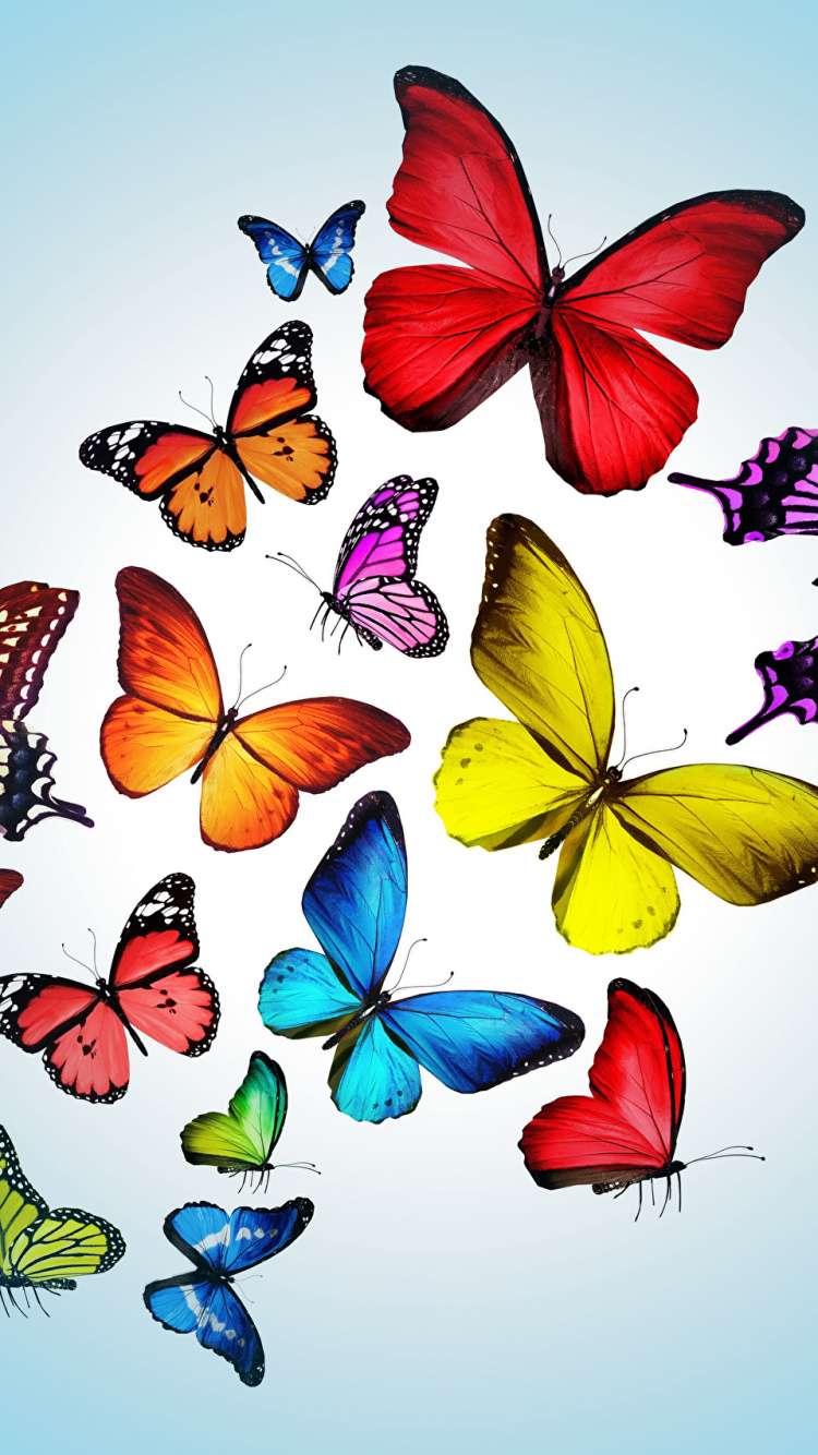 Обои насекомое, бабочка, мотыльки и бабочки, опылитель, беспозвоночных в разрешении 750x1334