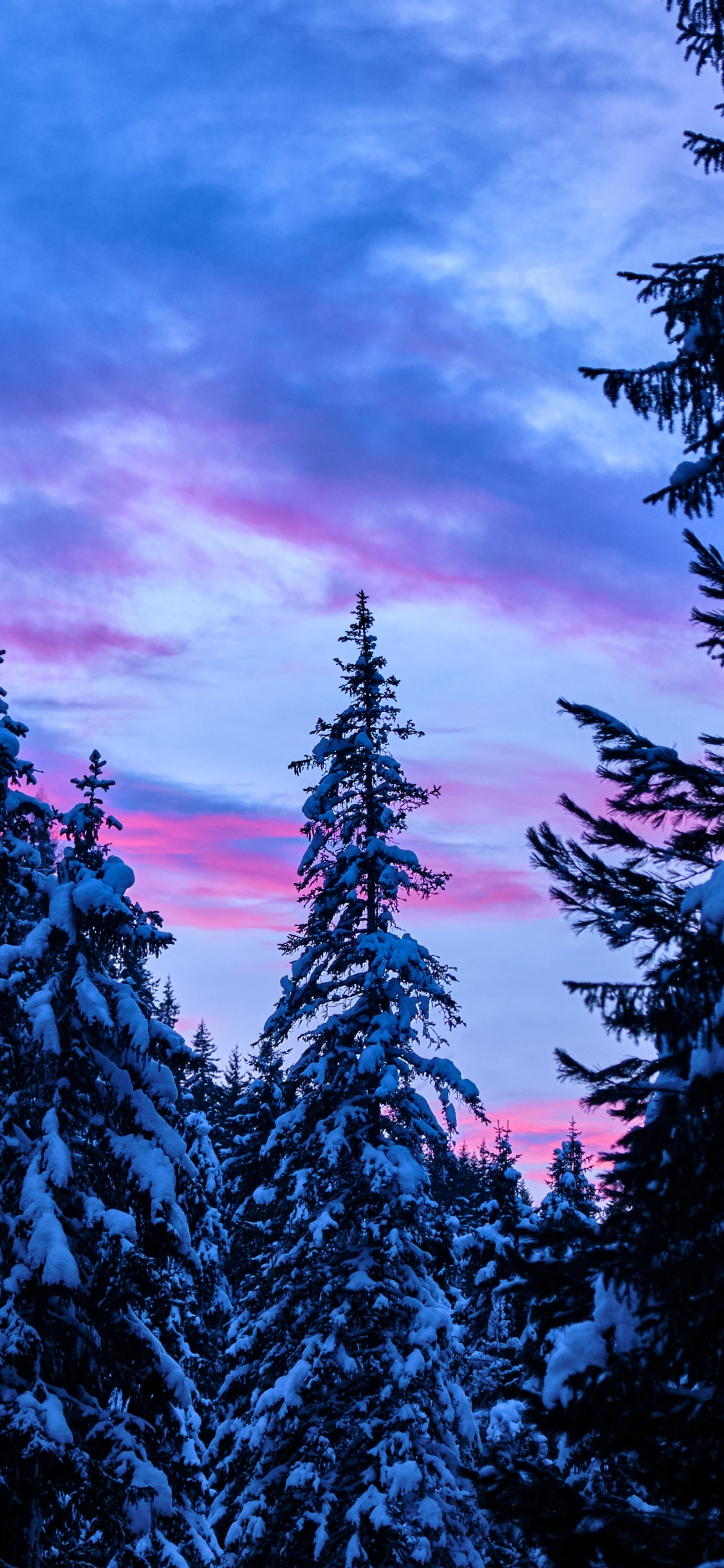 Обои закат, дерево, природа, синий, окружающая среда в разрешении 1125x2436