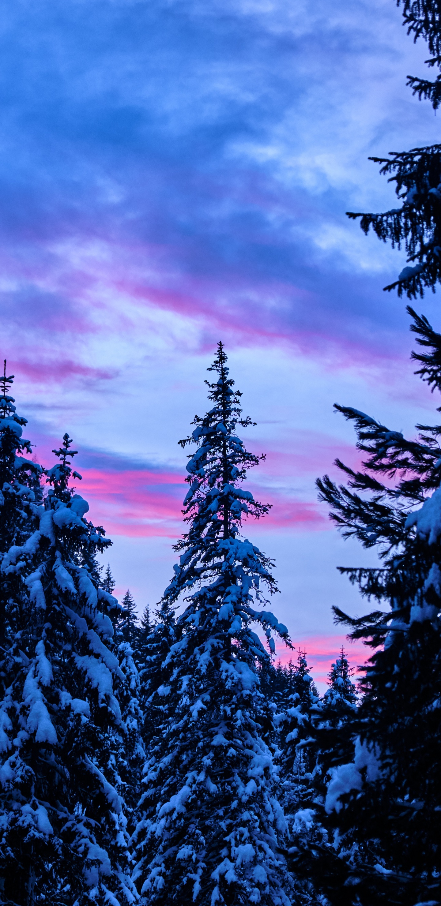 Обои закат, дерево, природа, синий, окружающая среда в разрешении 1440x2960