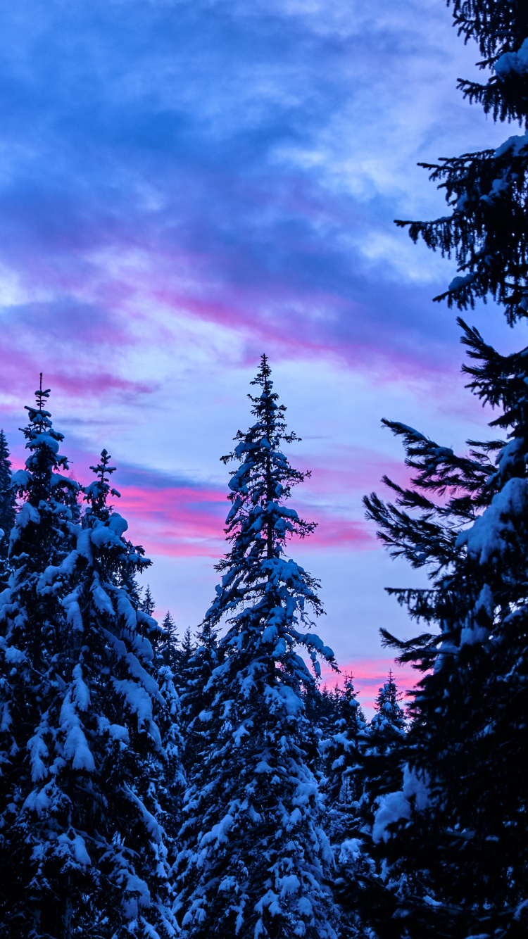 Обои закат, дерево, природа, синий, окружающая среда в разрешении 750x1334