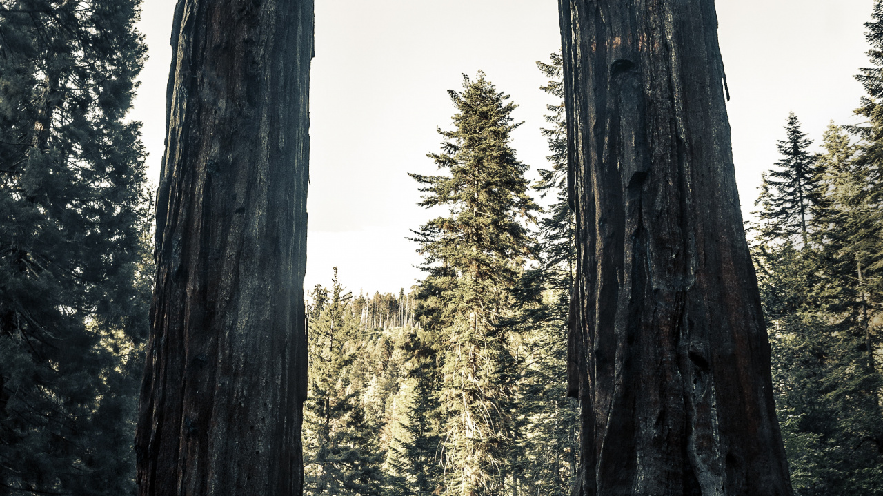 Обои окружающая среда, природа, природный ландшафт, лес, гигантская секвойя в разрешении 1280x720