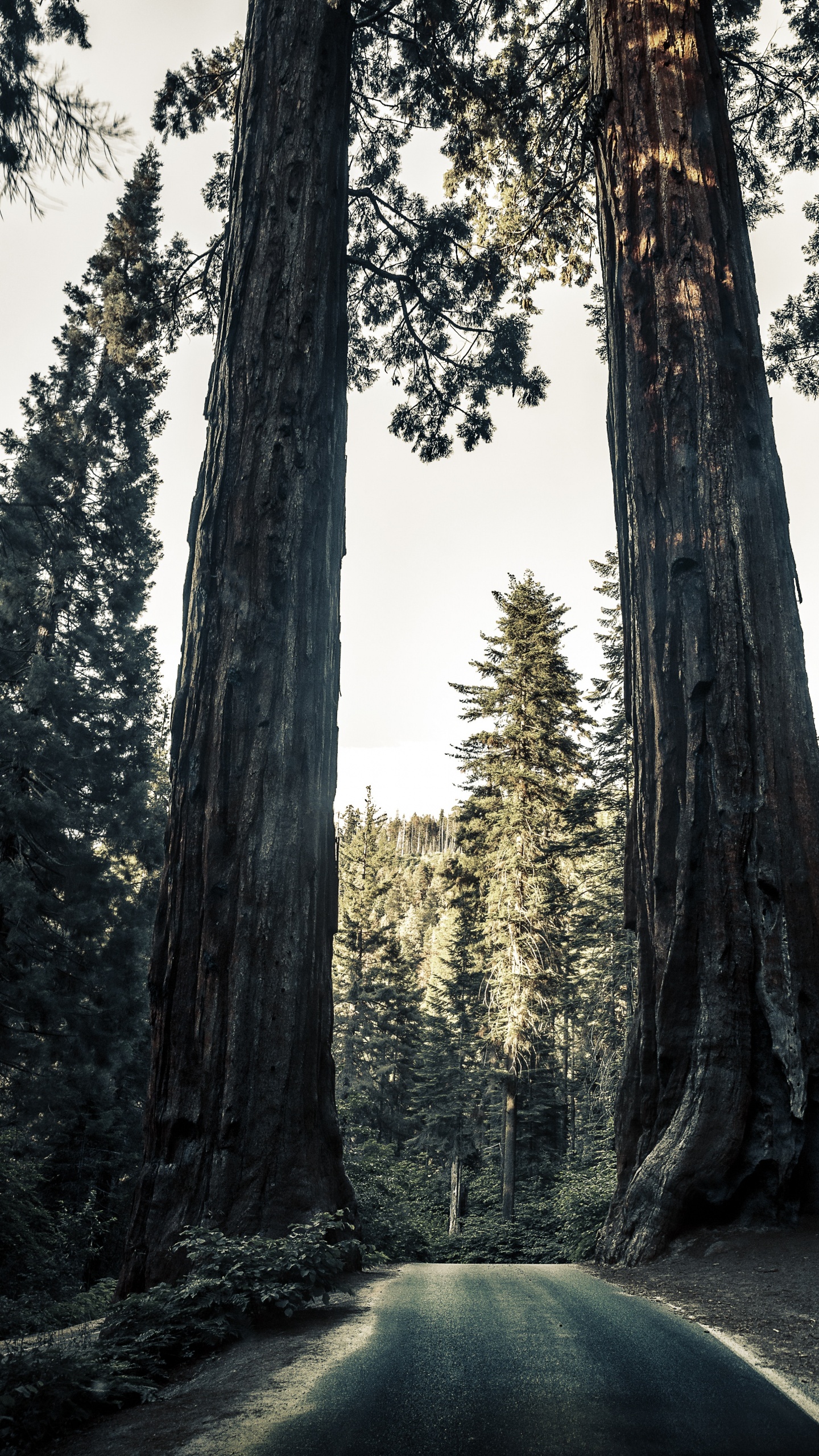 Обои окружающая среда, природа, природный ландшафт, лес, гигантская секвойя в разрешении 1440x2560