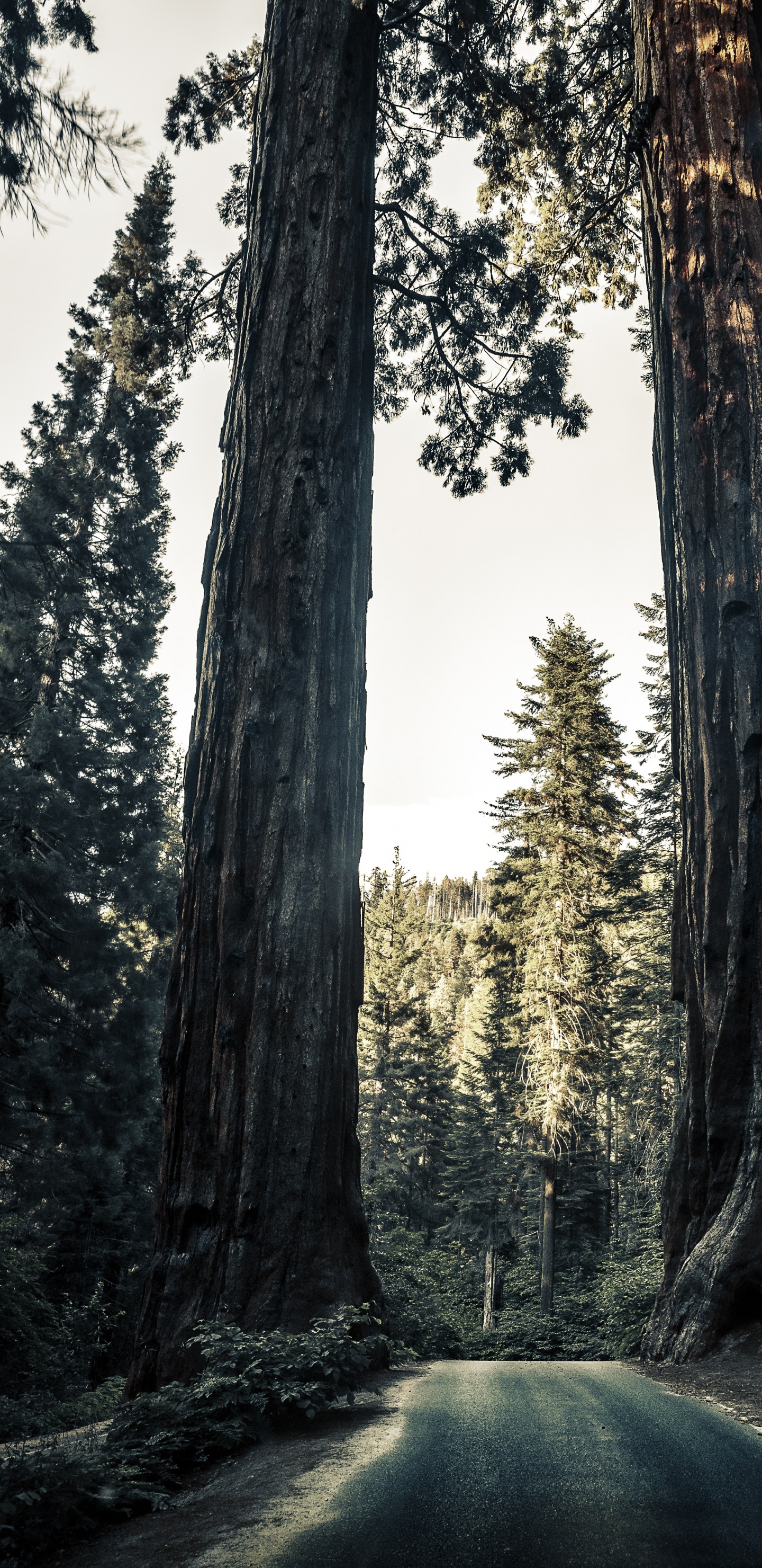 Обои окружающая среда, природа, природный ландшафт, лес, гигантская секвойя в разрешении 1440x2960