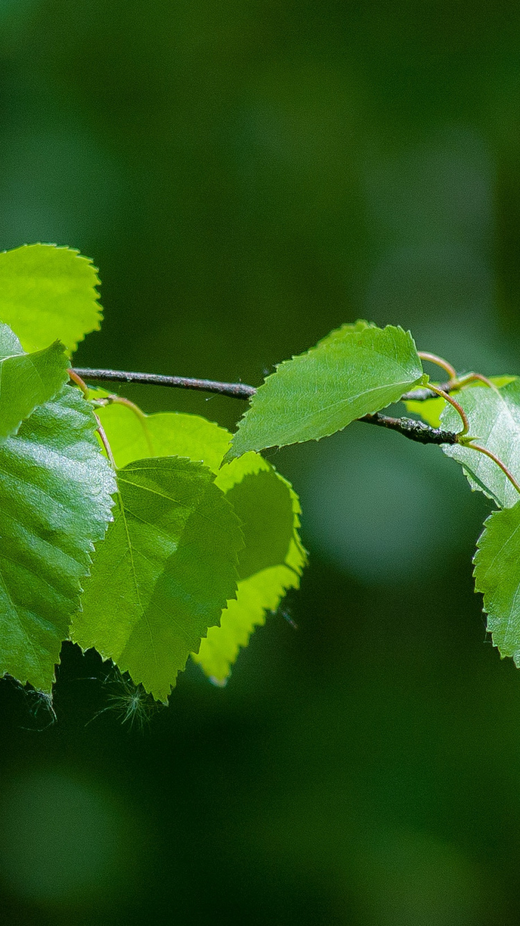 Обои прут, лист, береза, стебель растения, ветвь в разрешении 750x1334