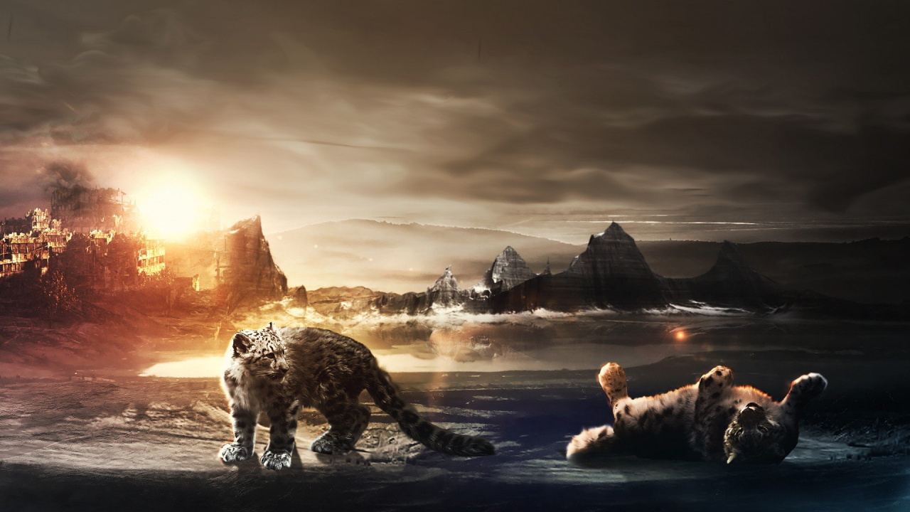 Обои кошачьих, живая природа, облако, пейзаж, рок в разрешении 1280x720