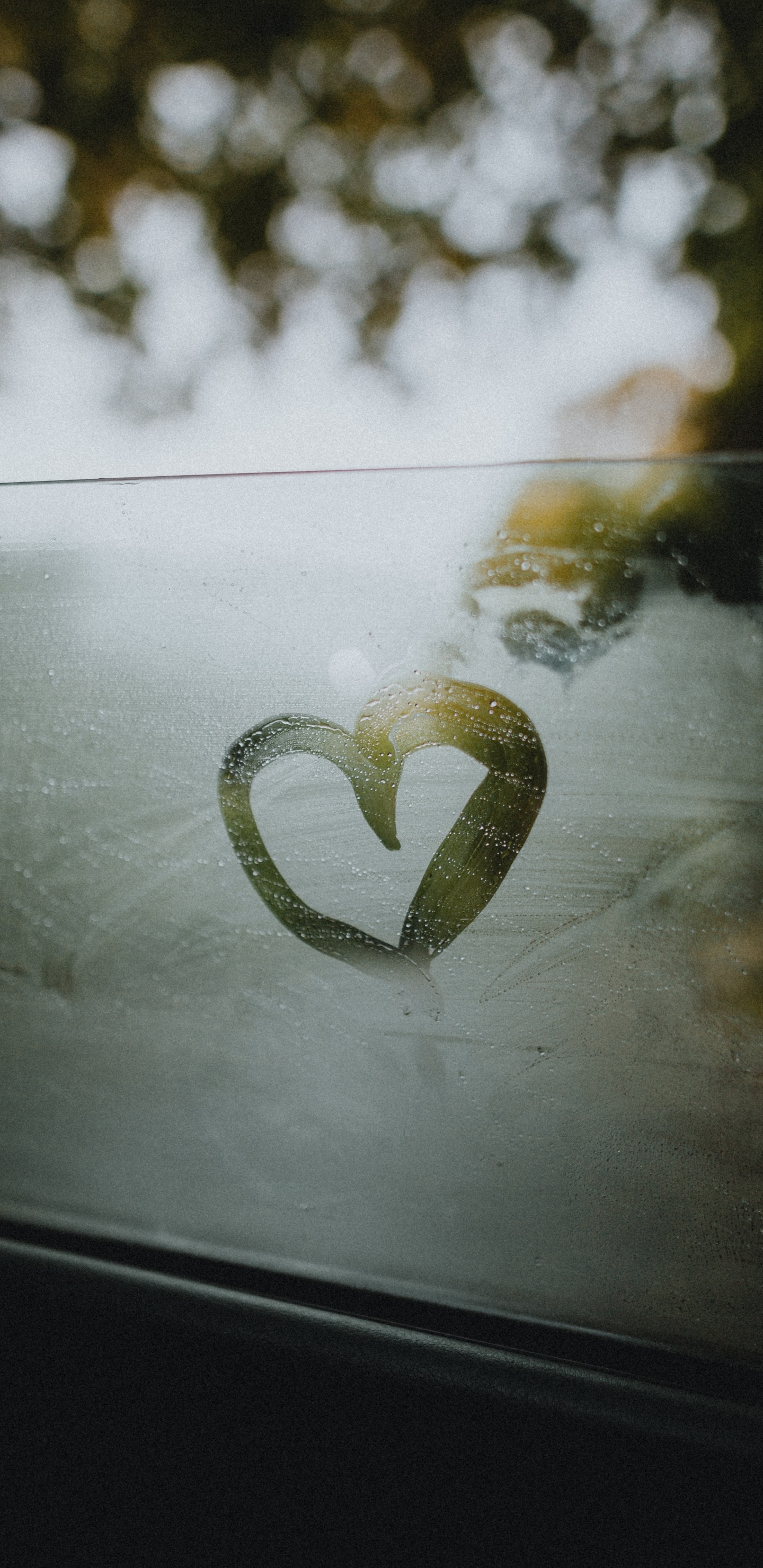 Обои зеленый, сердце, лист, дерево, растение в разрешении 1440x2960