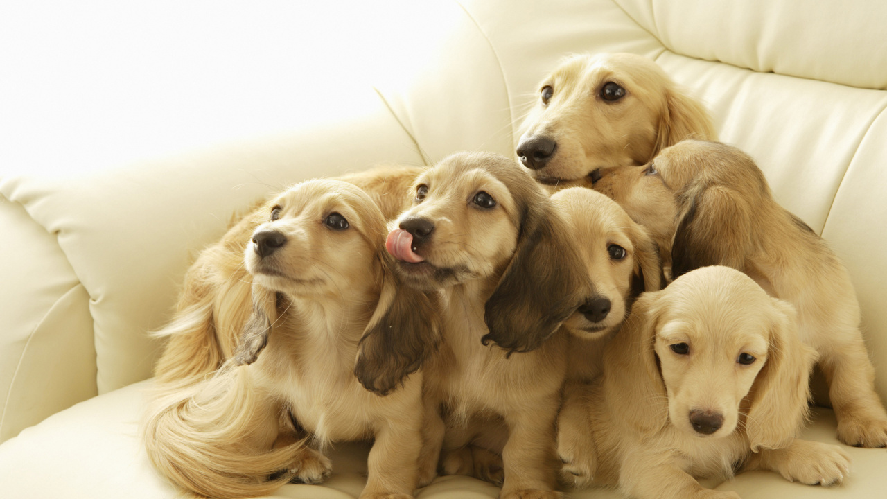 Обои такса, щенок, золотистый ретривер, привлекательность, пес в разрешении 1280x720