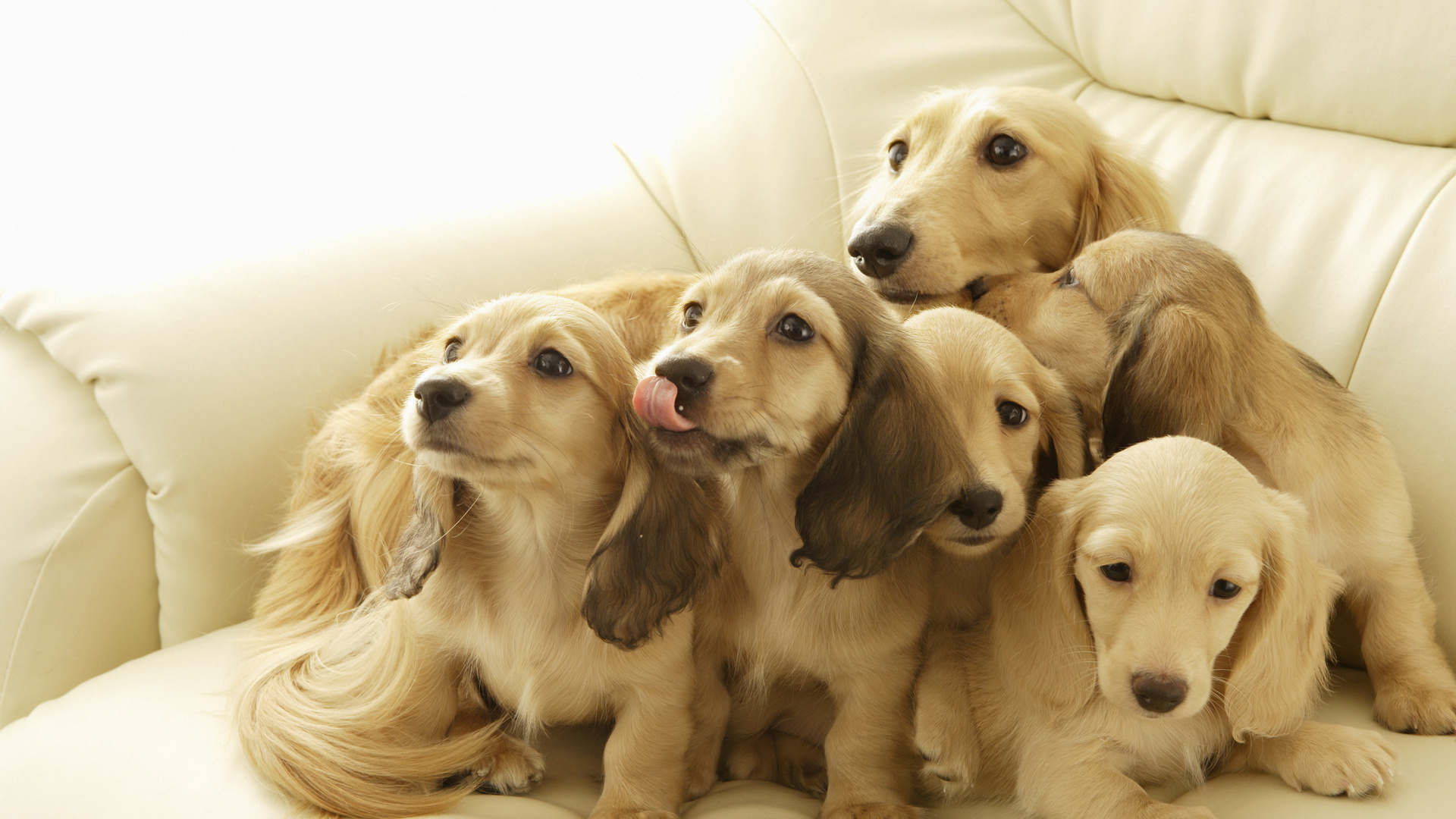 Обои такса, щенок, золотистый ретривер, привлекательность, пес в разрешении 1920x1080