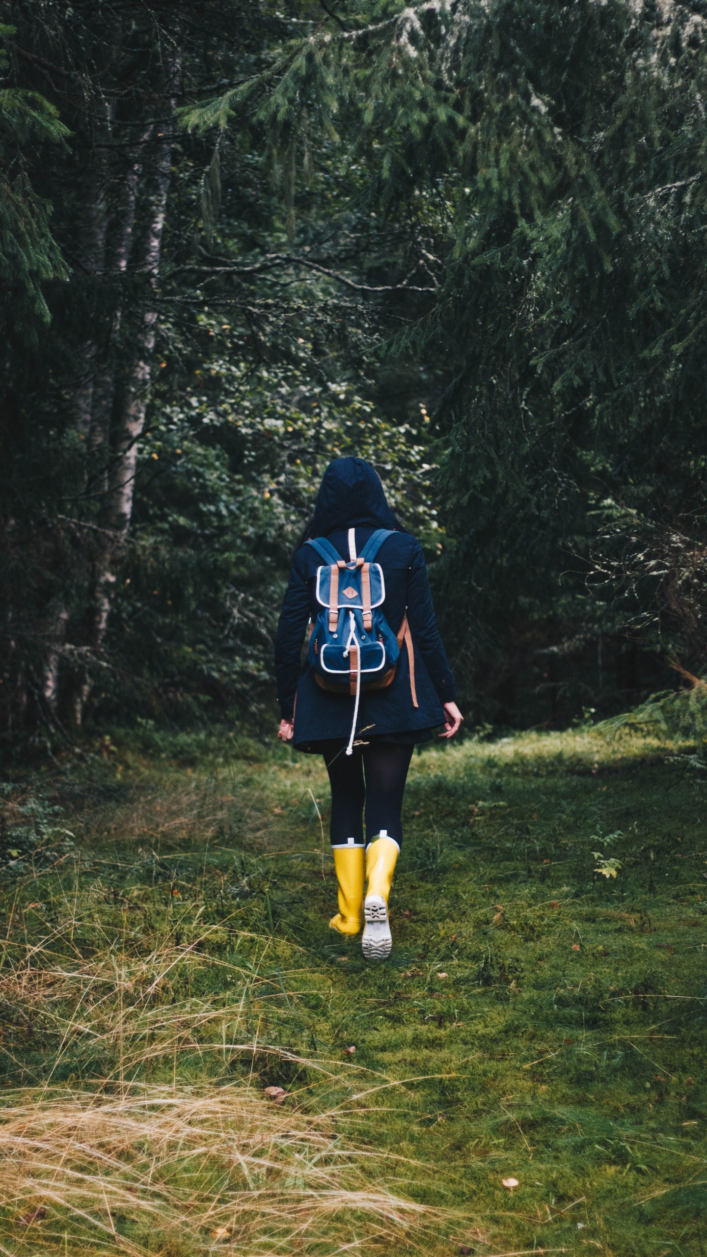 Обои отдых, дерево, лес, растение в разрешении 1440x2560