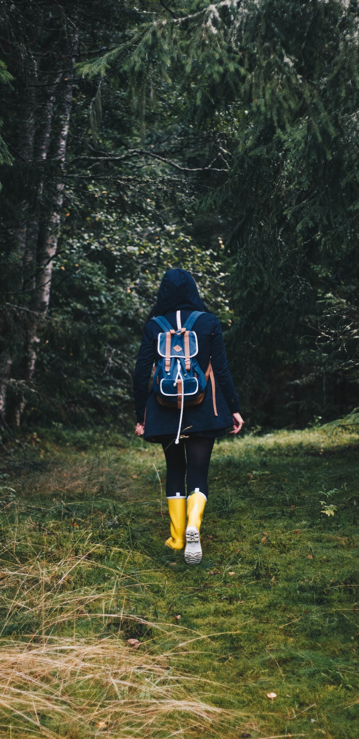 Обои отдых, дерево, лес, растение в разрешении 1440x2960