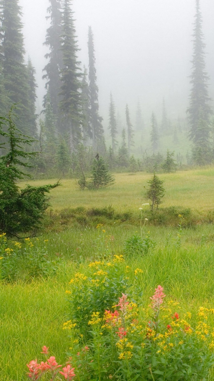 Обои луг, сенокосное угодье, растительность, дикая местность, природный заповедник в разрешении 720x1280