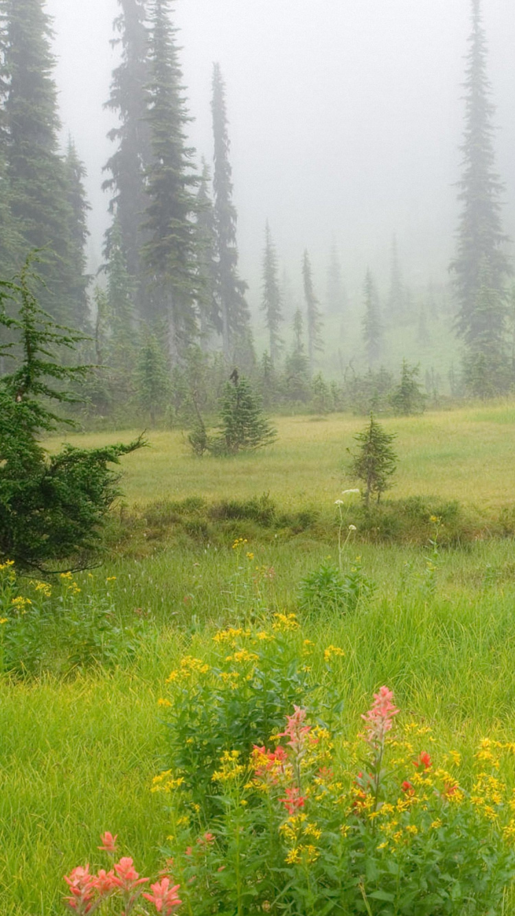 Обои луг, сенокосное угодье, растительность, дикая местность, природный заповедник в разрешении 750x1334