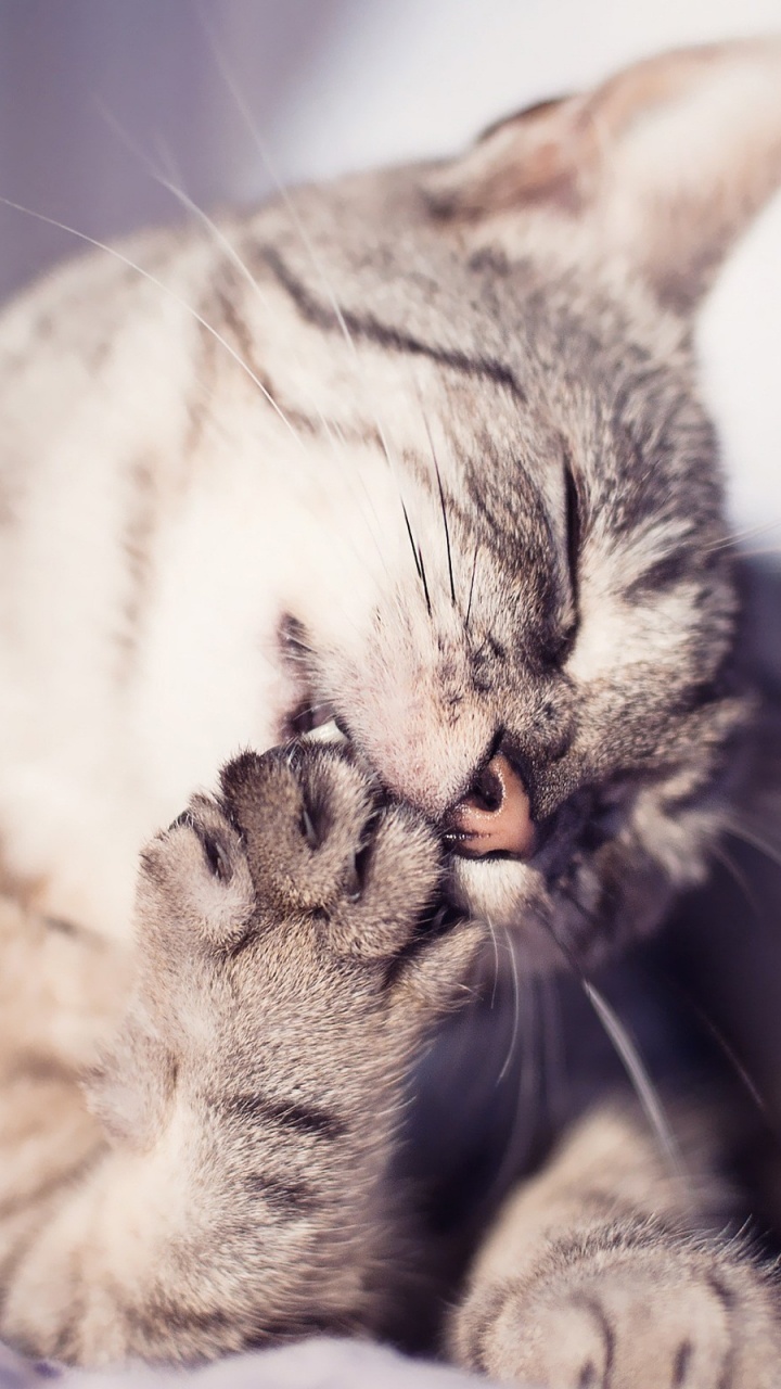 Обои котенок, привлекательность, ли дракон, нос, мех в разрешении 720x1280