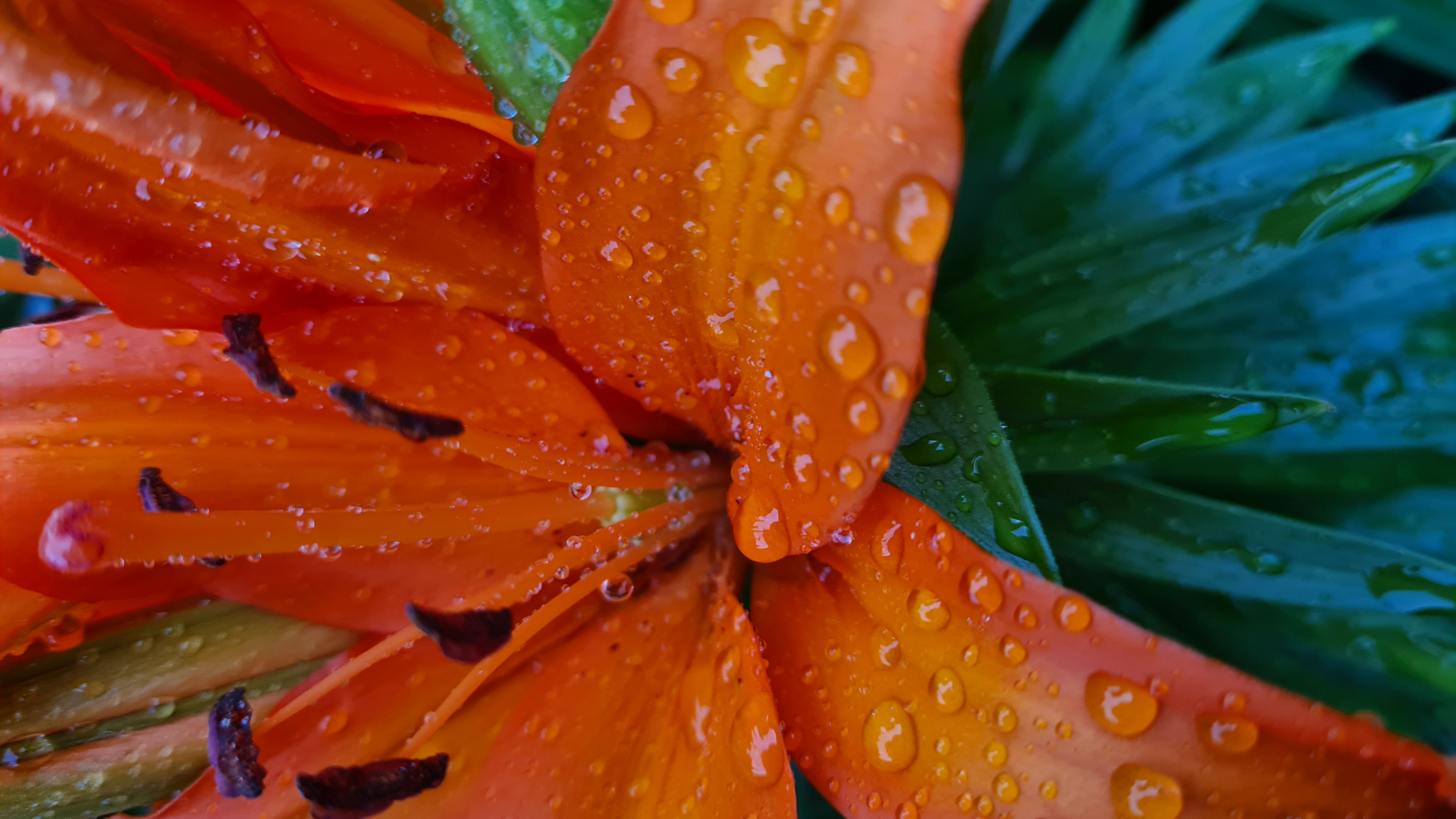 Обои Флора, стебель растения, биология, наука, цветок в разрешении 2560x1440