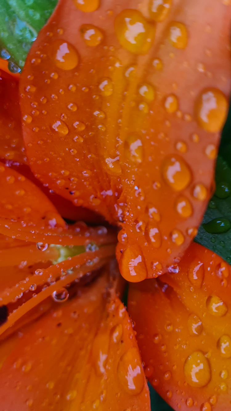 Обои Флора, стебель растения, биология, наука, цветок в разрешении 750x1334