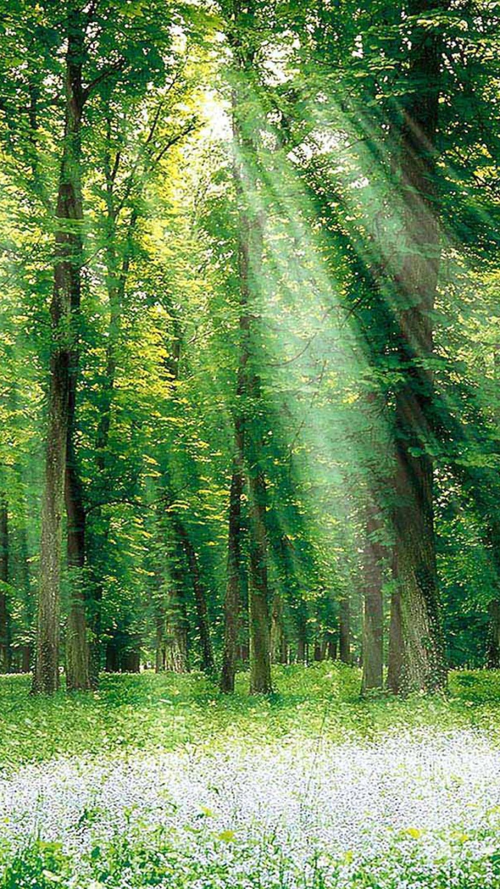 Обои лес, дерево, природа, зеленый, лесистая местность в разрешении 720x1280