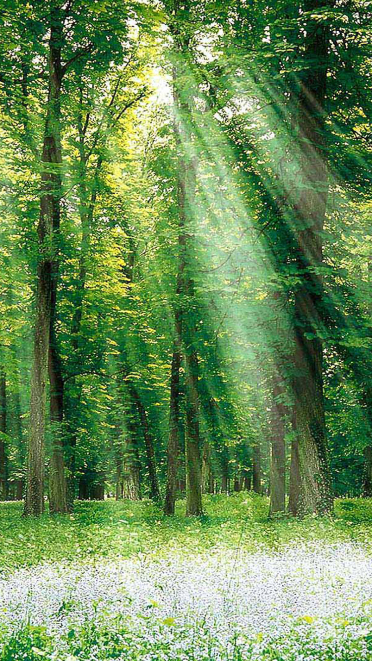 Обои лес, дерево, природа, зеленый, лесистая местность в разрешении 750x1334