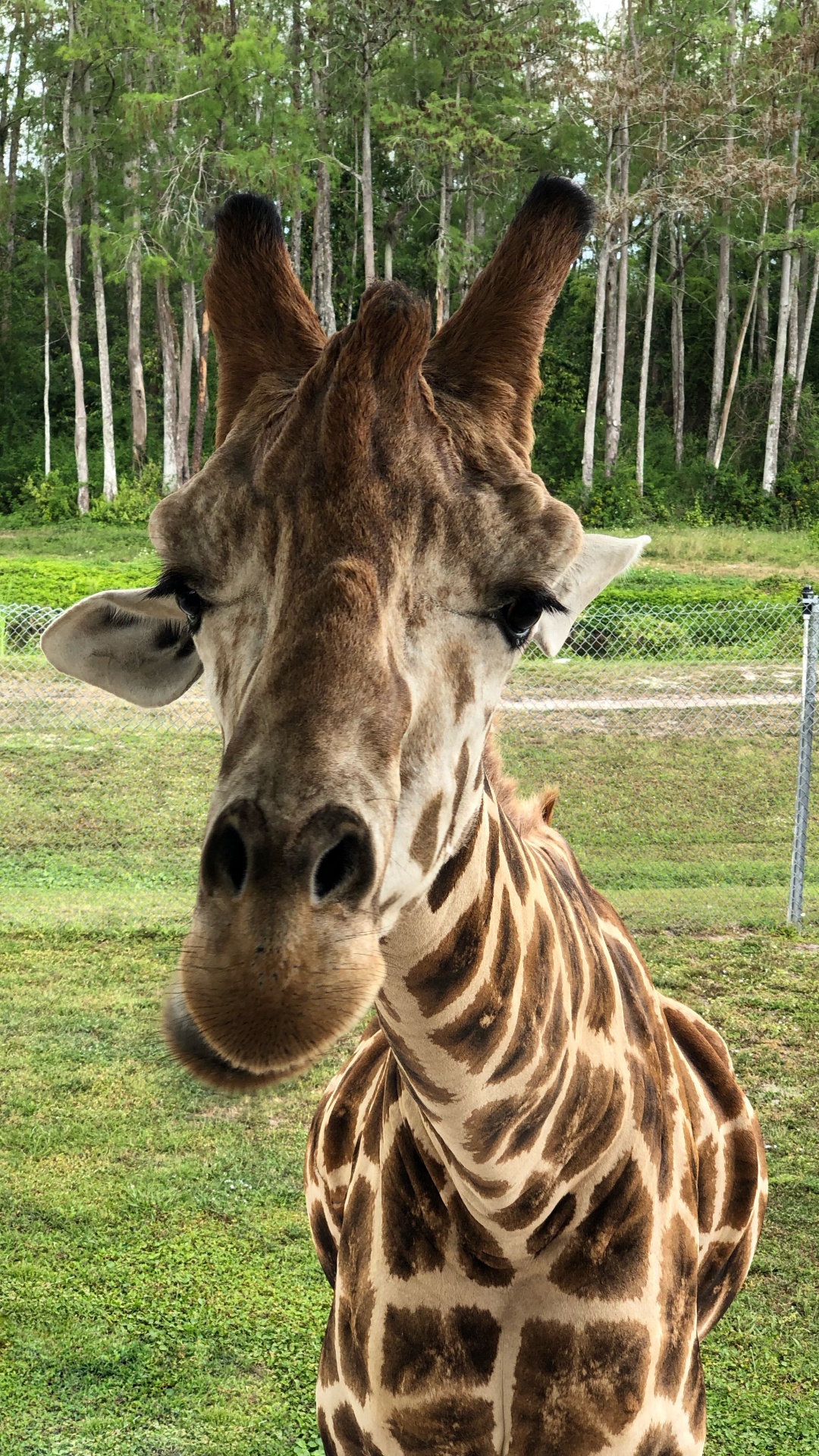 Обои Жираф, наземные животные, наука, природа, окружающая среда в разрешении 1080x1920