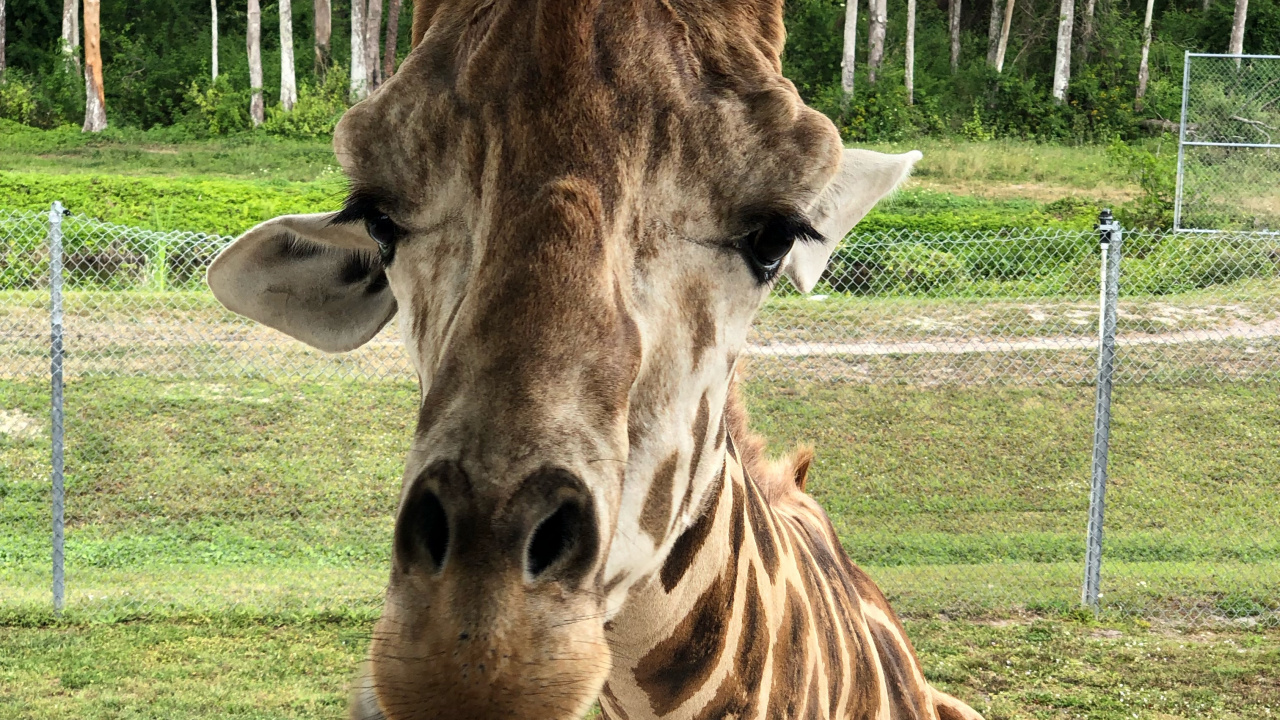 Обои Жираф, наземные животные, наука, природа, окружающая среда в разрешении 1280x720