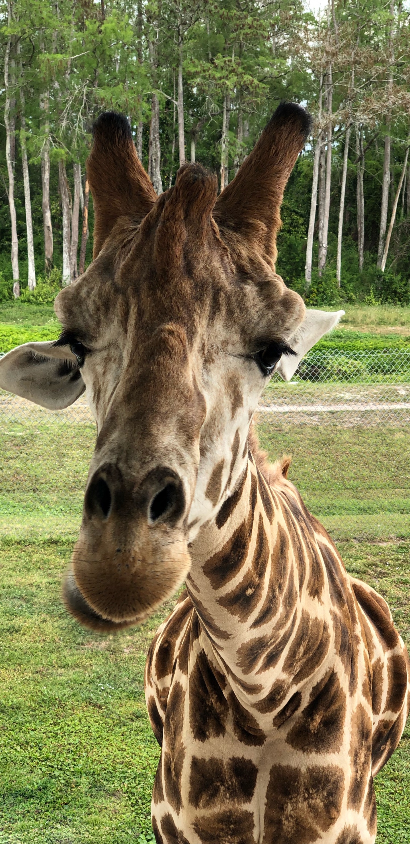 Обои Жираф, наземные животные, наука, природа, окружающая среда в разрешении 1440x2960