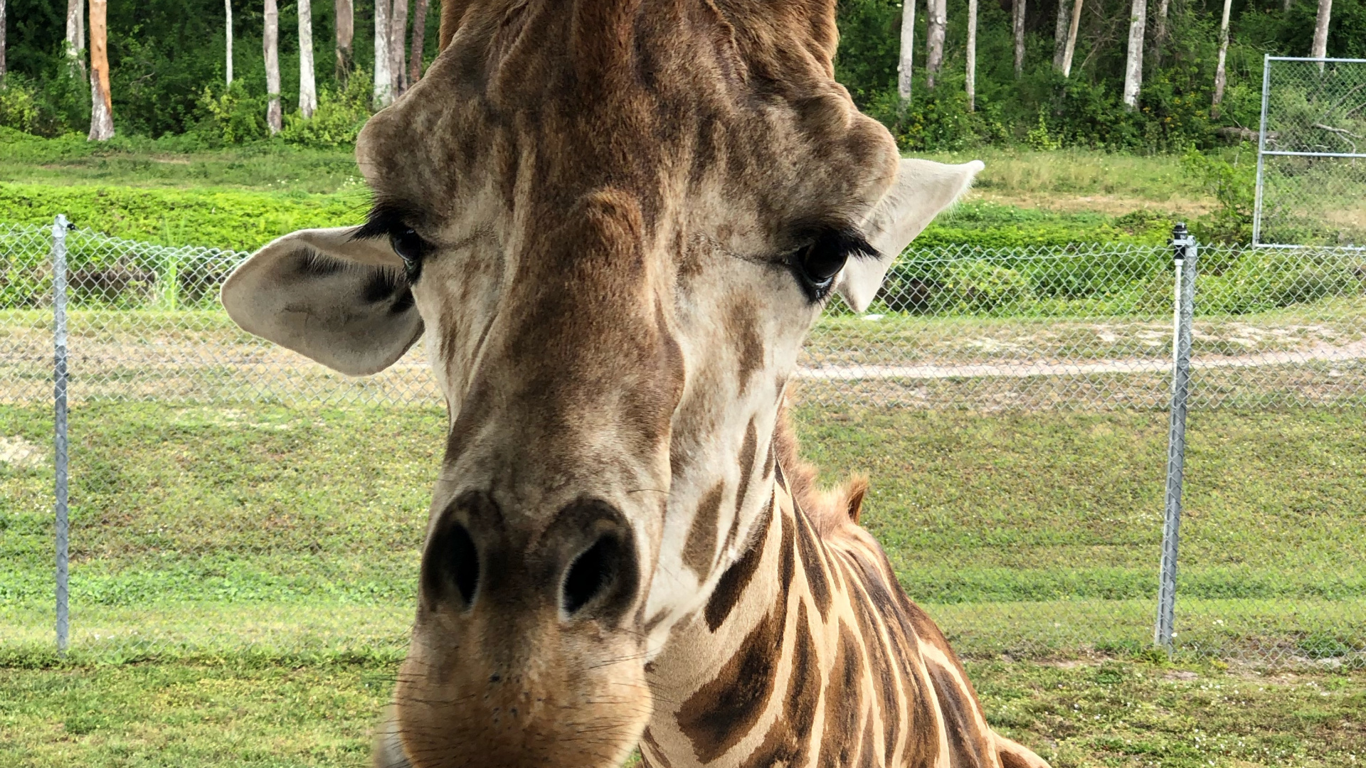 Обои Жираф, наземные животные, наука, природа, окружающая среда в разрешении 1920x1080