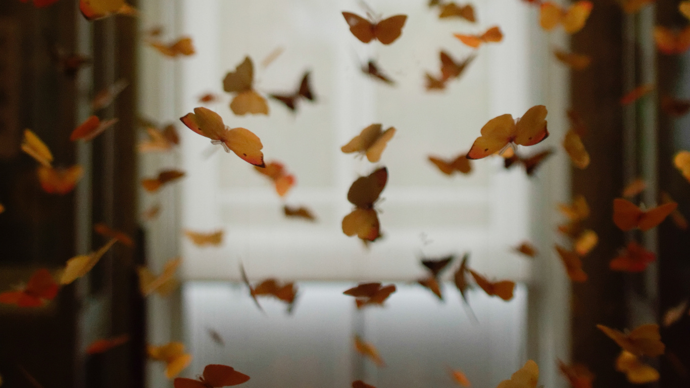 Обои насекомое, лист, осень, дерево, комната в разрешении 1366x768