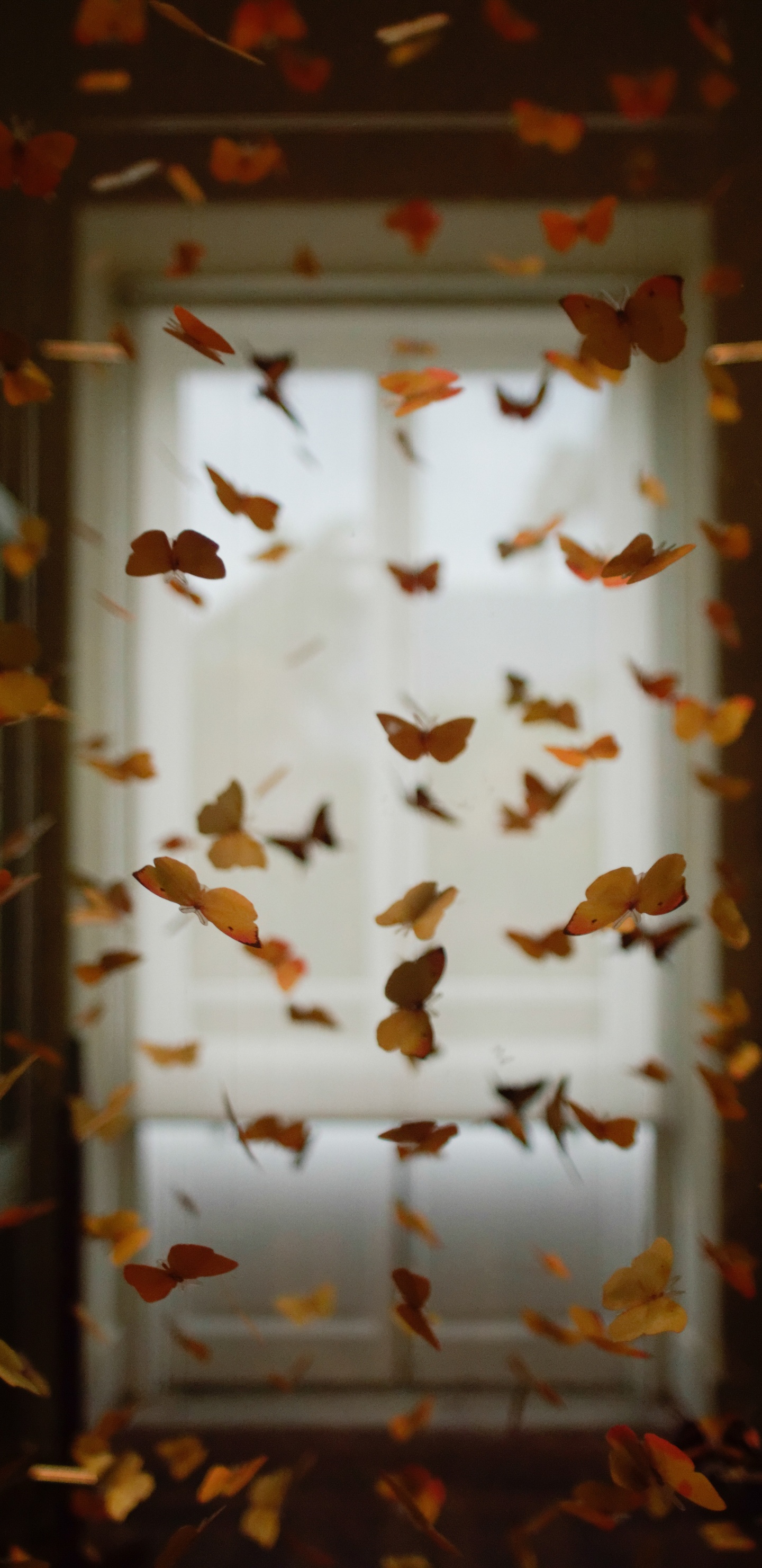 Обои насекомое, лист, осень, дерево, комната в разрешении 1440x2960