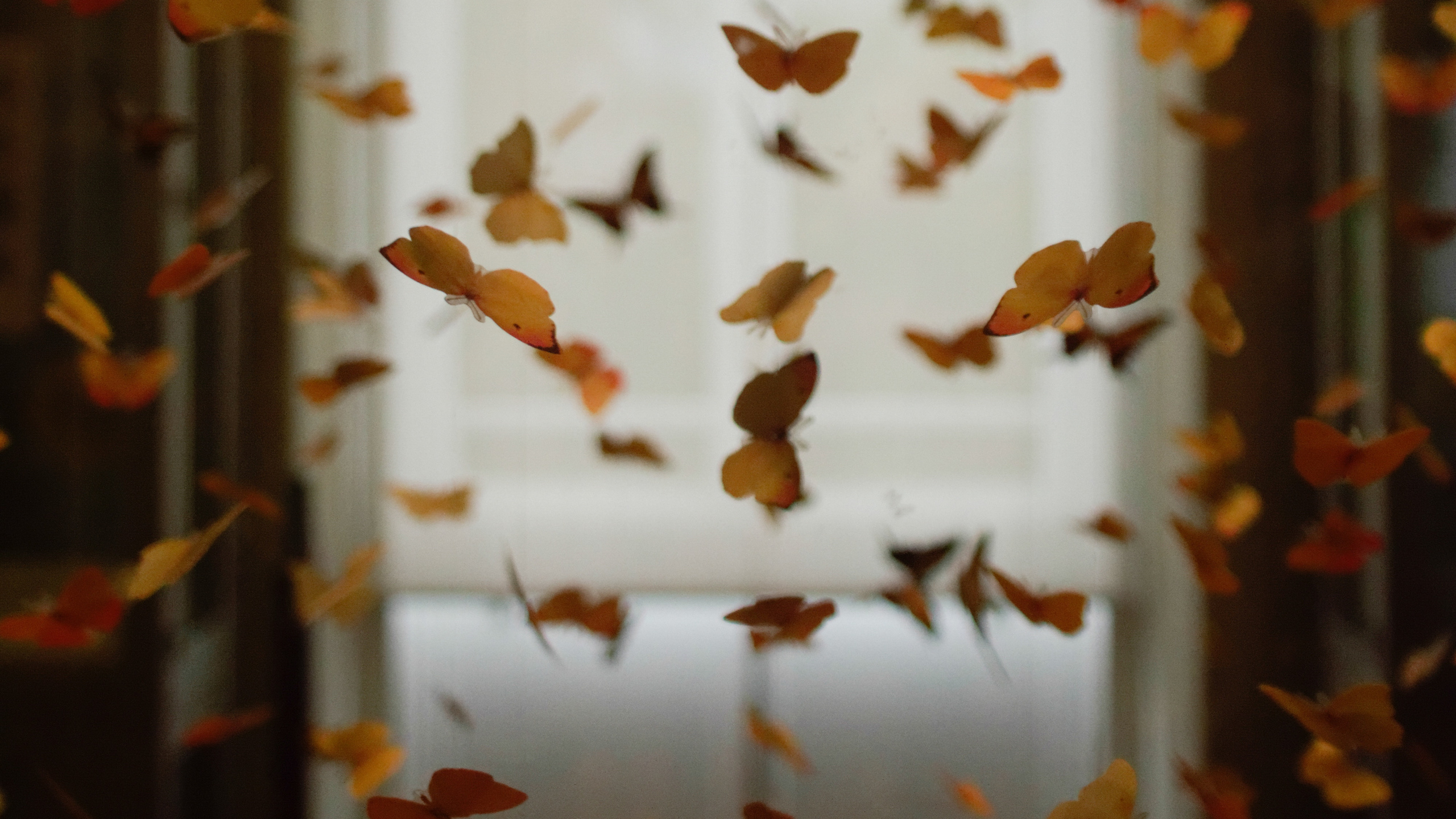 Обои насекомое, лист, осень, дерево, комната в разрешении 2560x1440