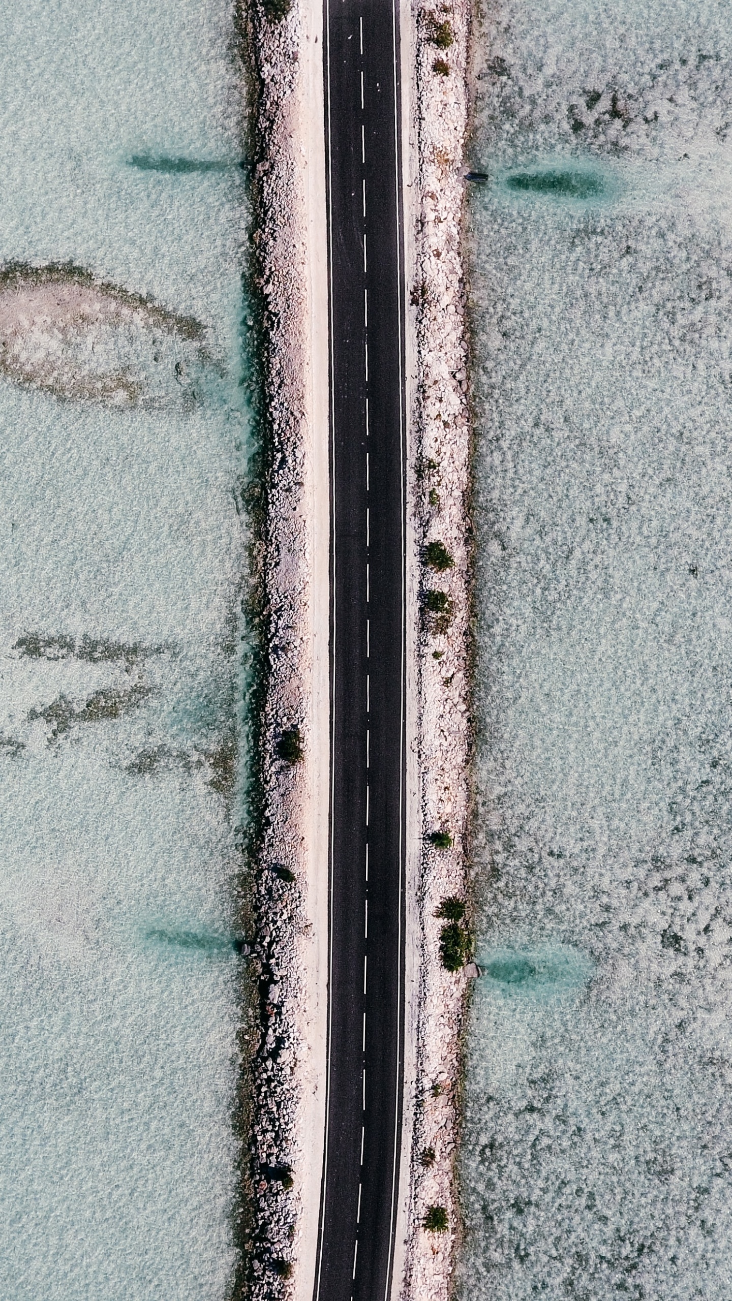 Обои зеленый, синий, стена, линия, дерево в разрешении 1440x2560