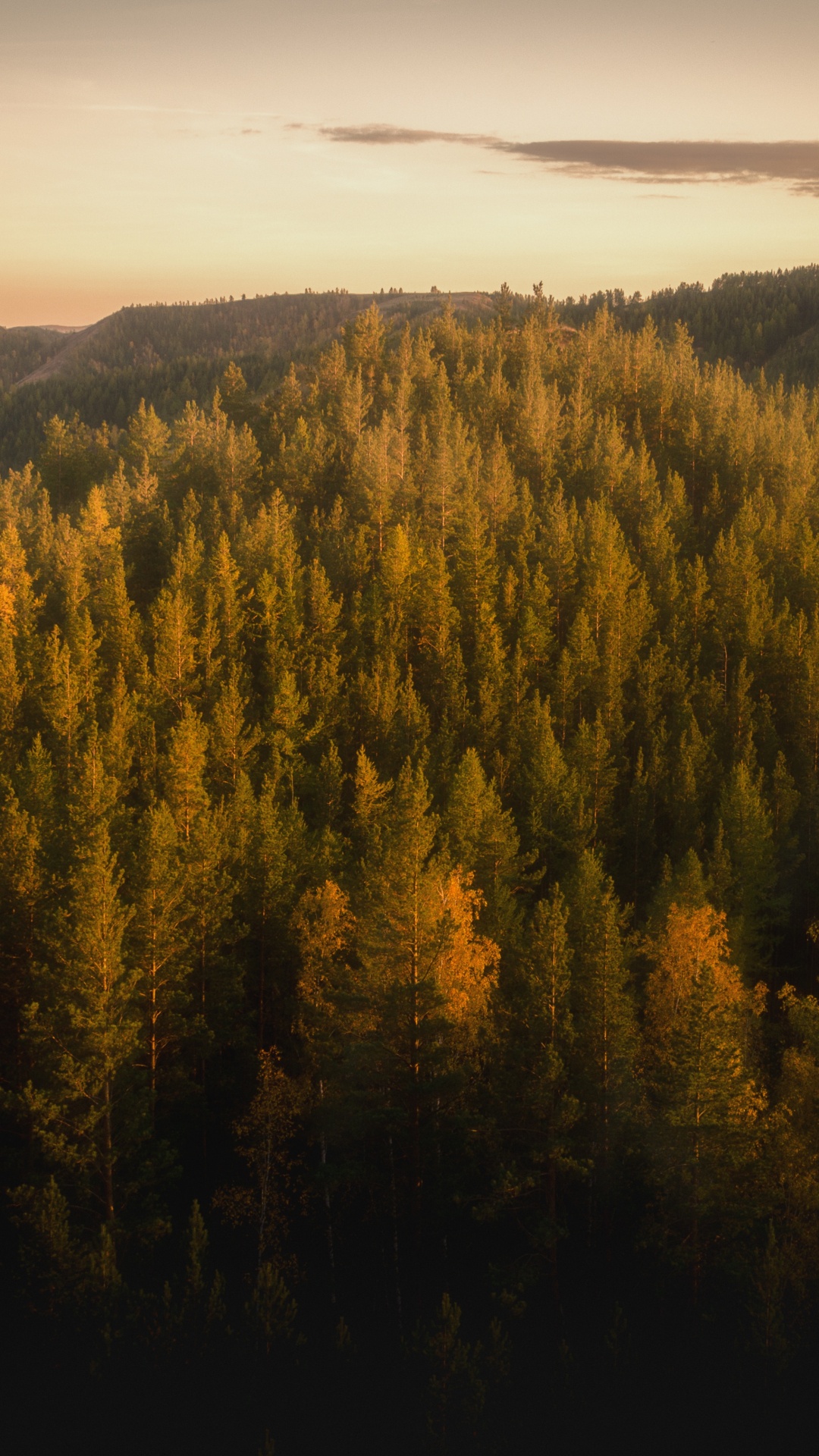 Обои лес, дерево, природа, дикая местность, горный рельеф в разрешении 1080x1920